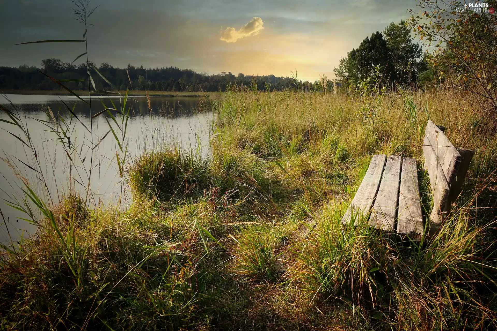 Bench, River, viewes, Bush, trees, grass