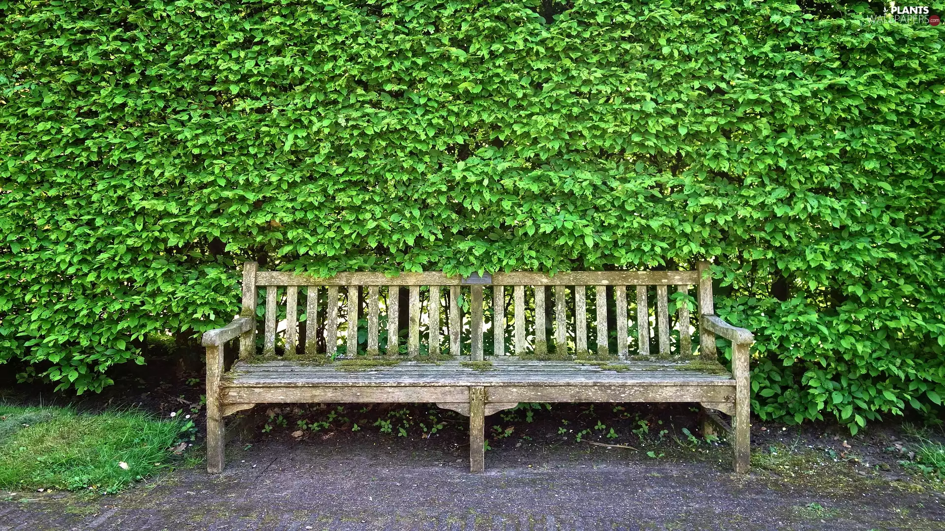 Bush, Bench, Green