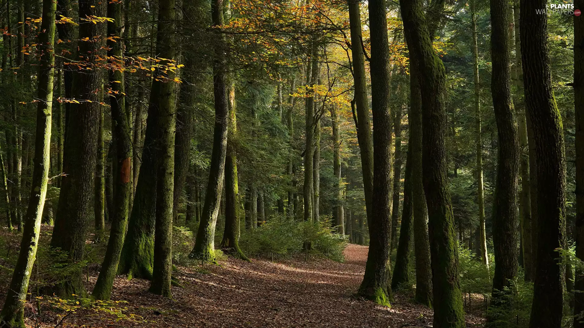 trees, forest, Path, Bush, viewes, high