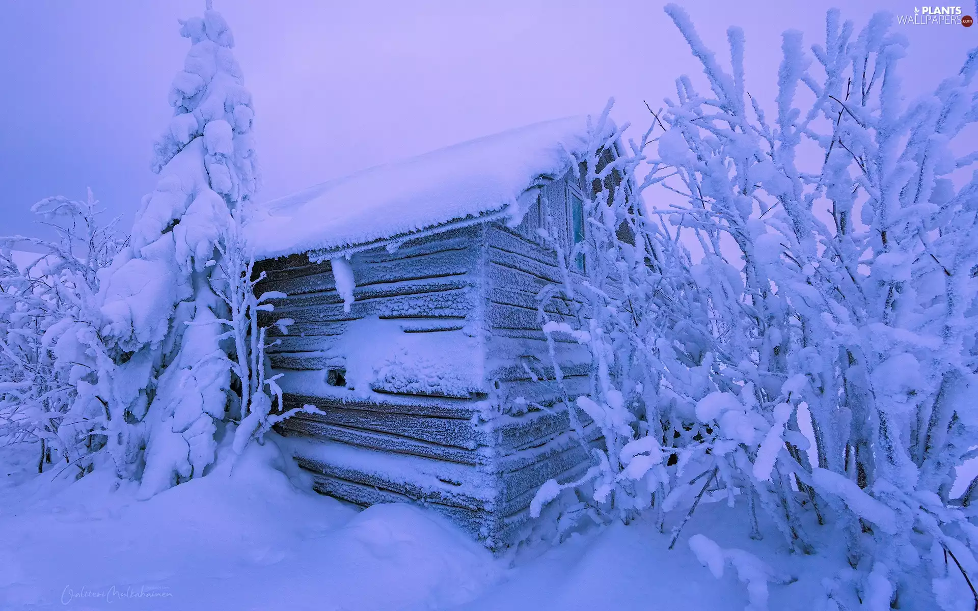 Wooden, trees, house, viewes, Snowy, cote, winter, Bush