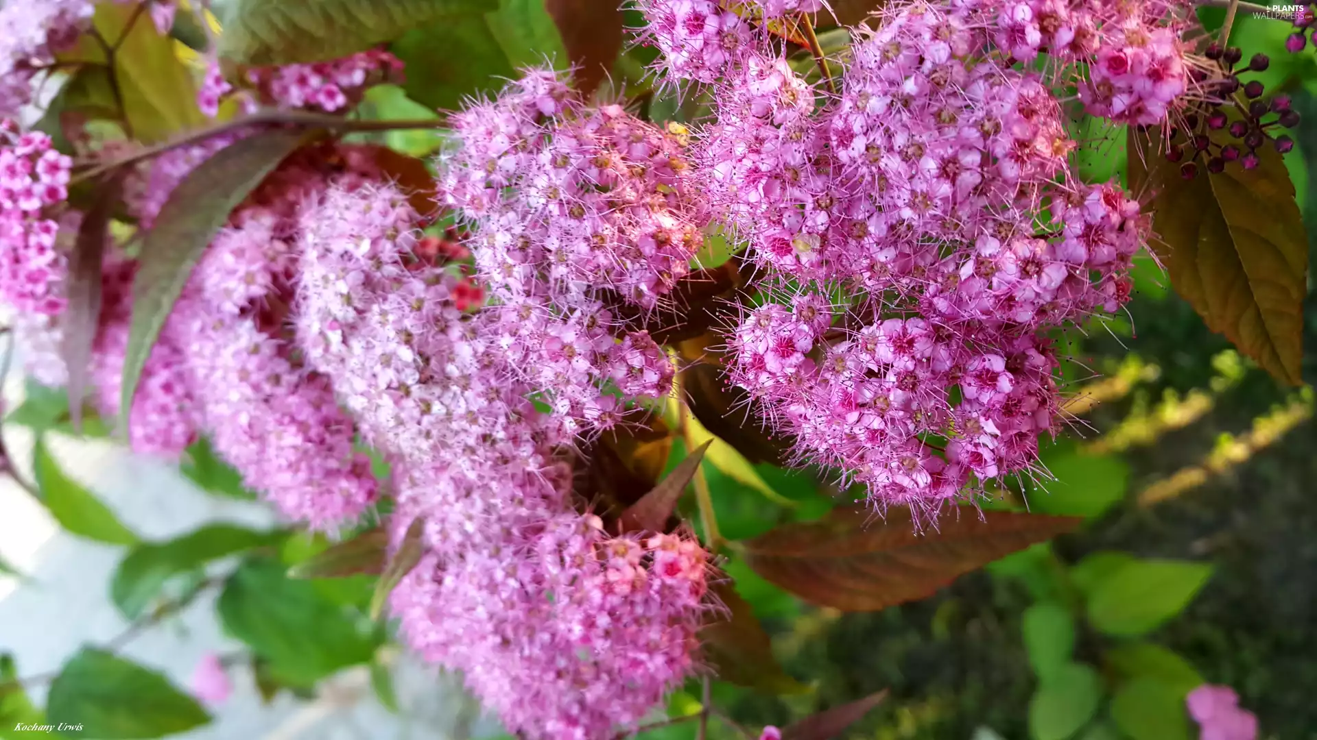 Purple, bush, Japanese Spirea, Flowers