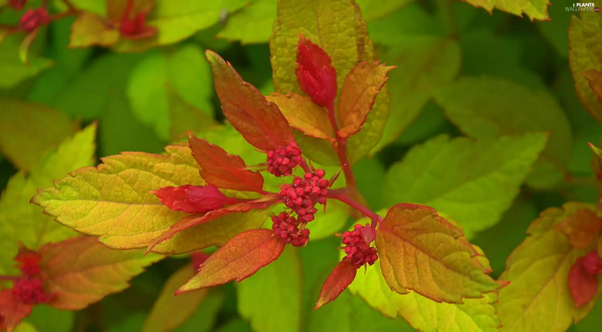 Japanese Spirea, nature, Bush