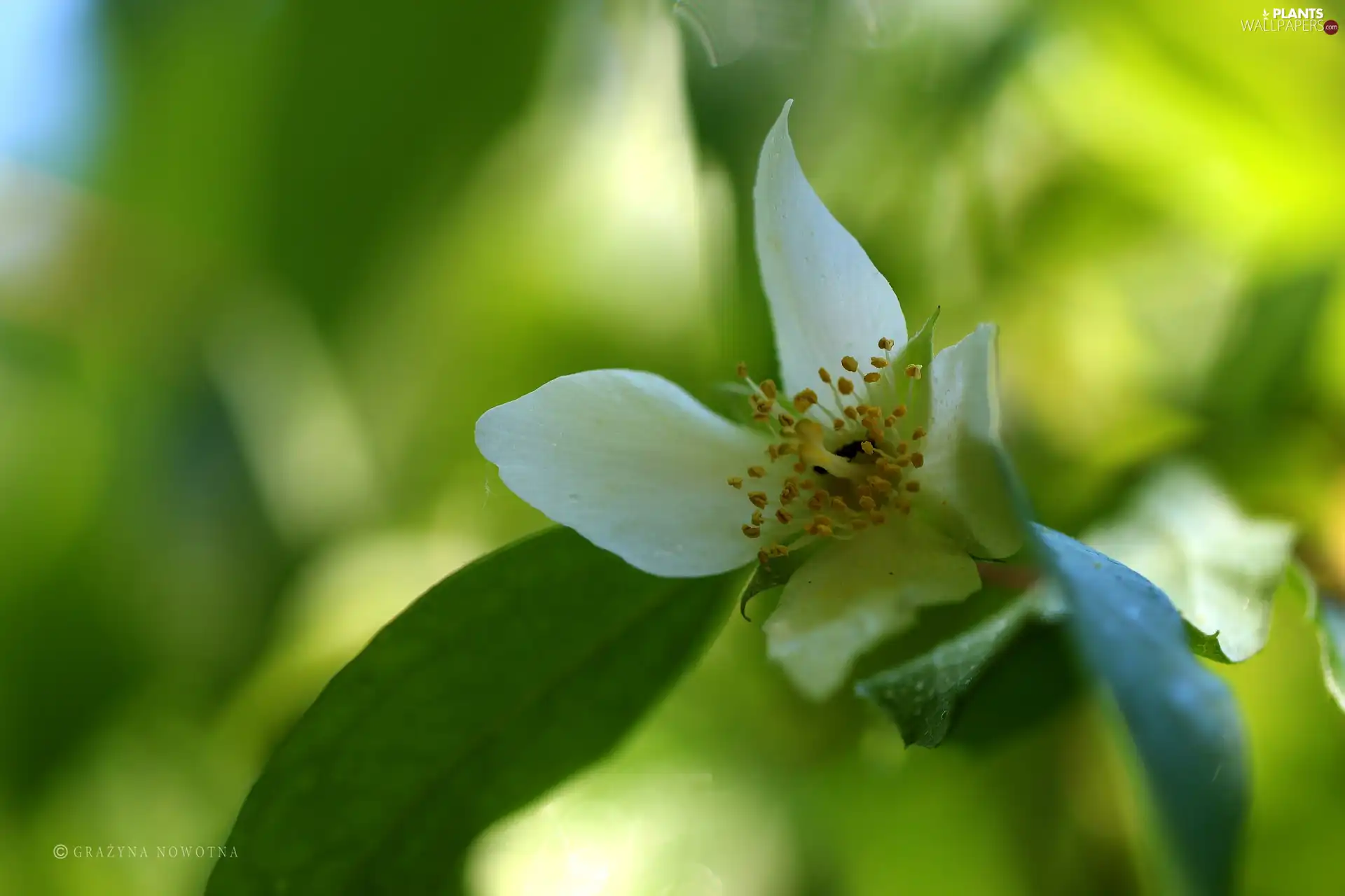 jasmine, Colourfull Flowers, Bush, White