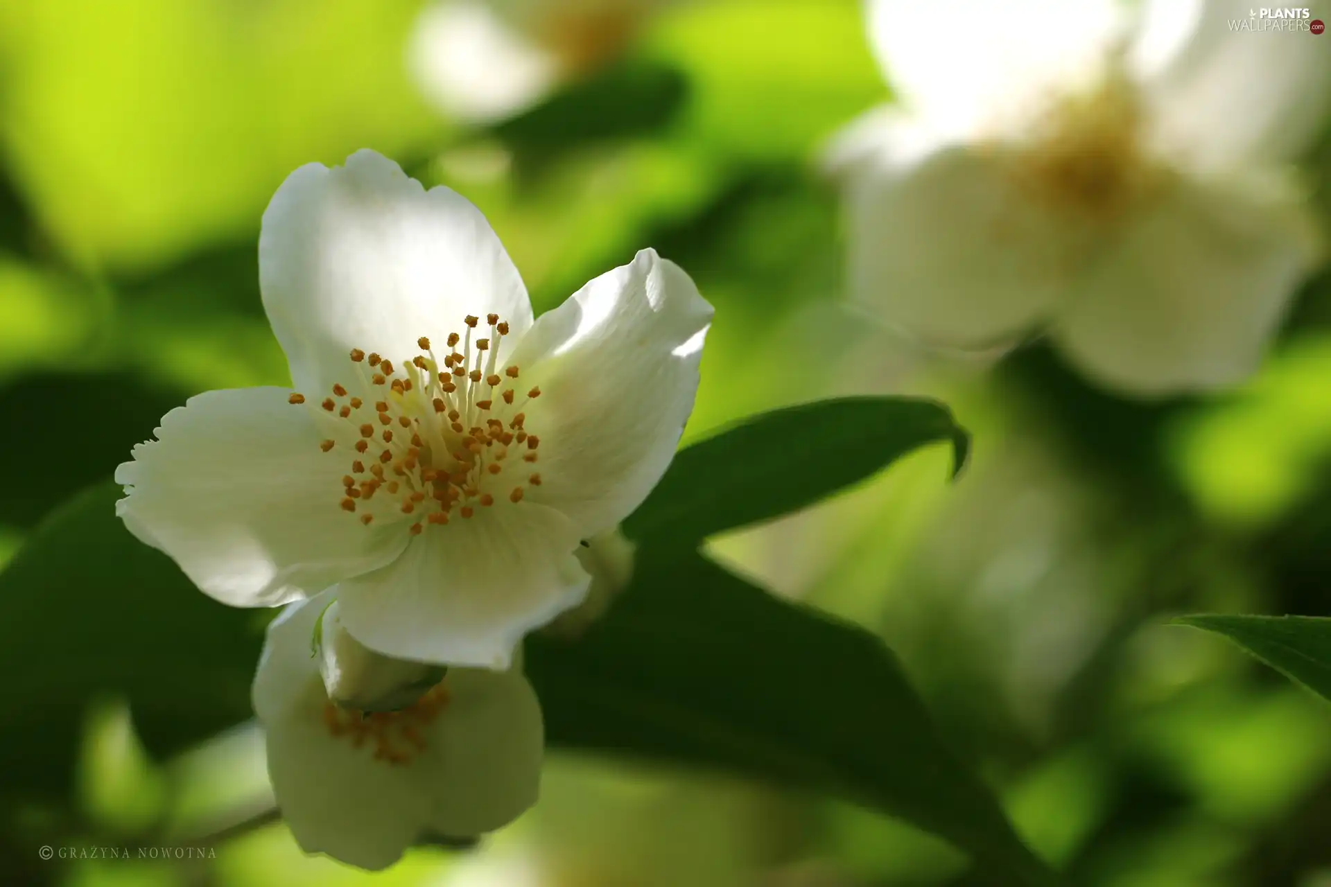 jasmine, Colourfull Flowers, Bush, White
