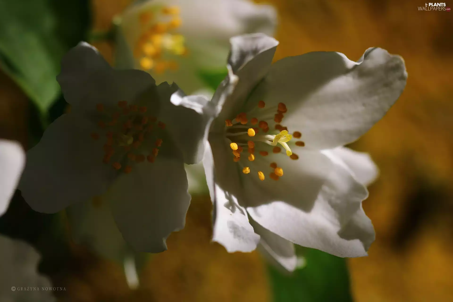 jasmine, White, Flowers, Bush
