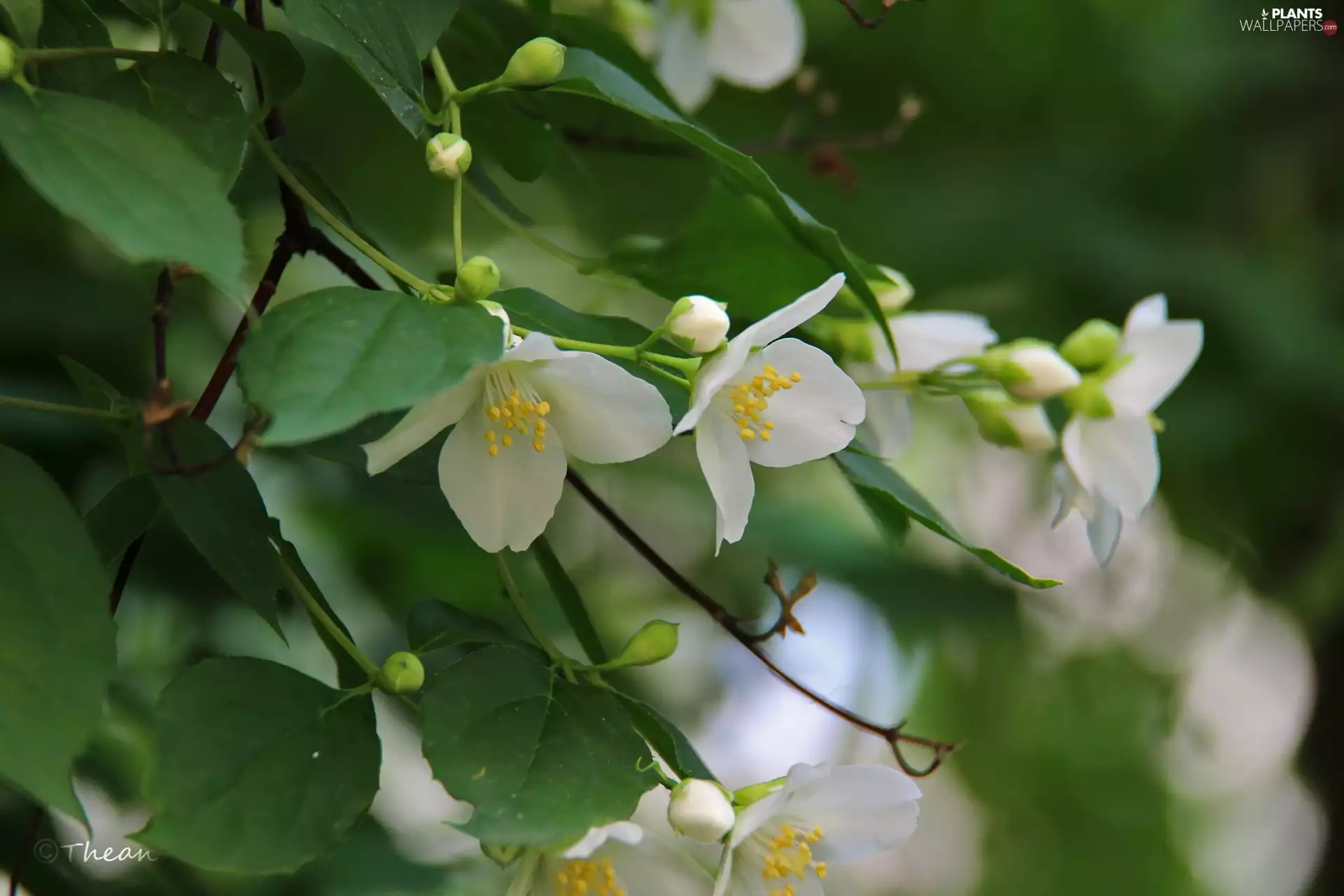 jasmine, White, Flowers, Bush