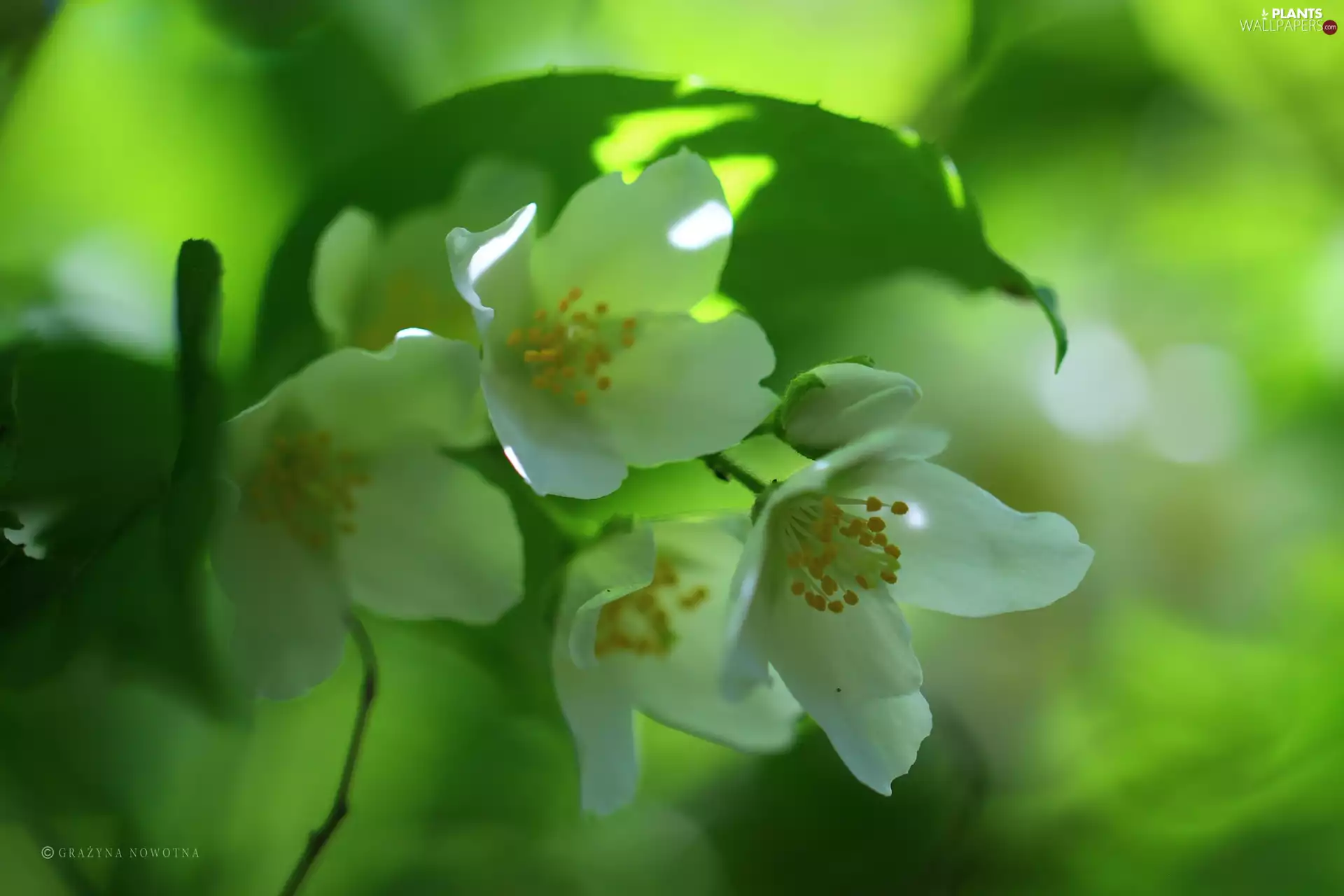 jasmine, White, Flowers, Bush