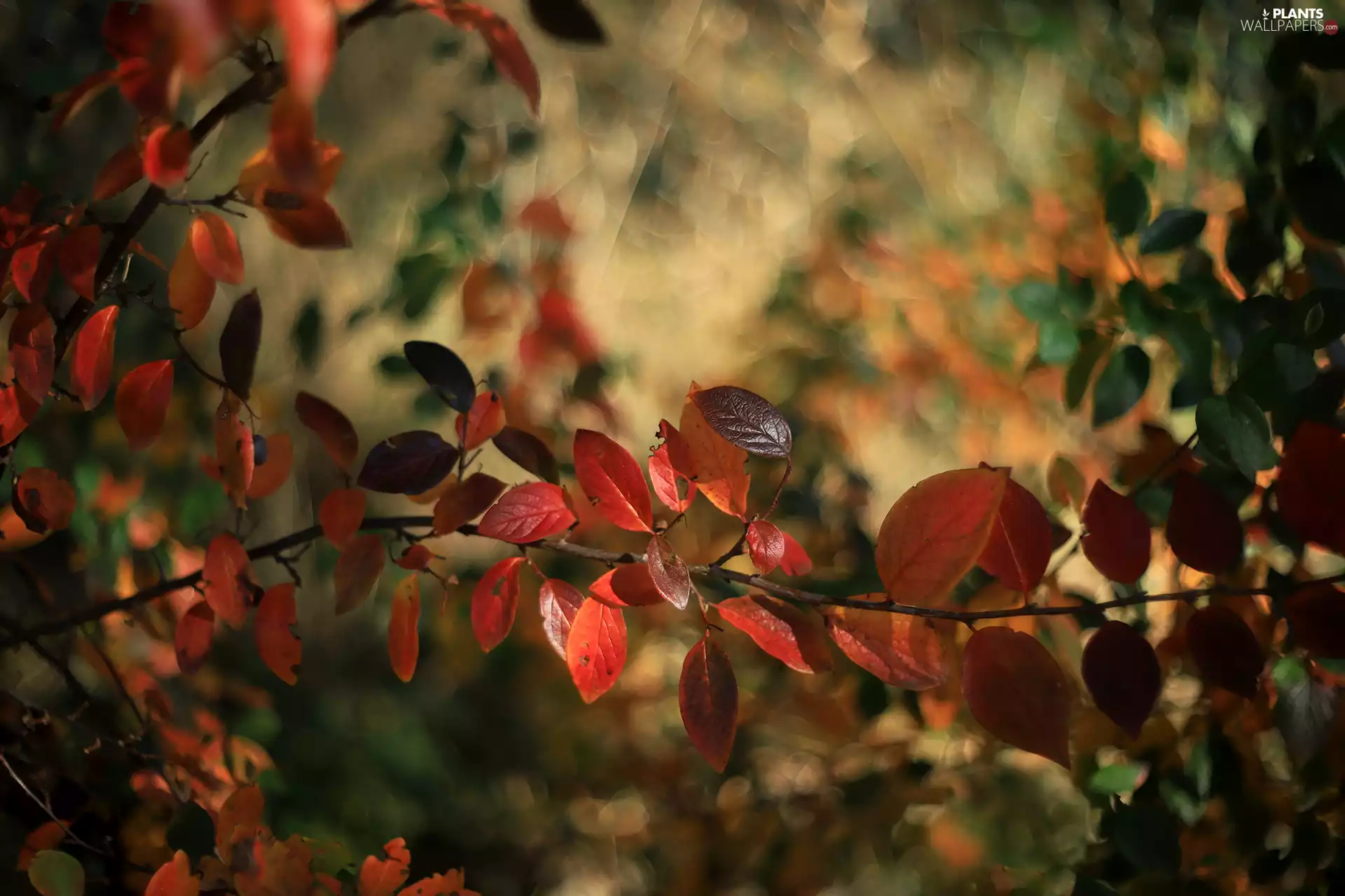 Bush, color, Leaf