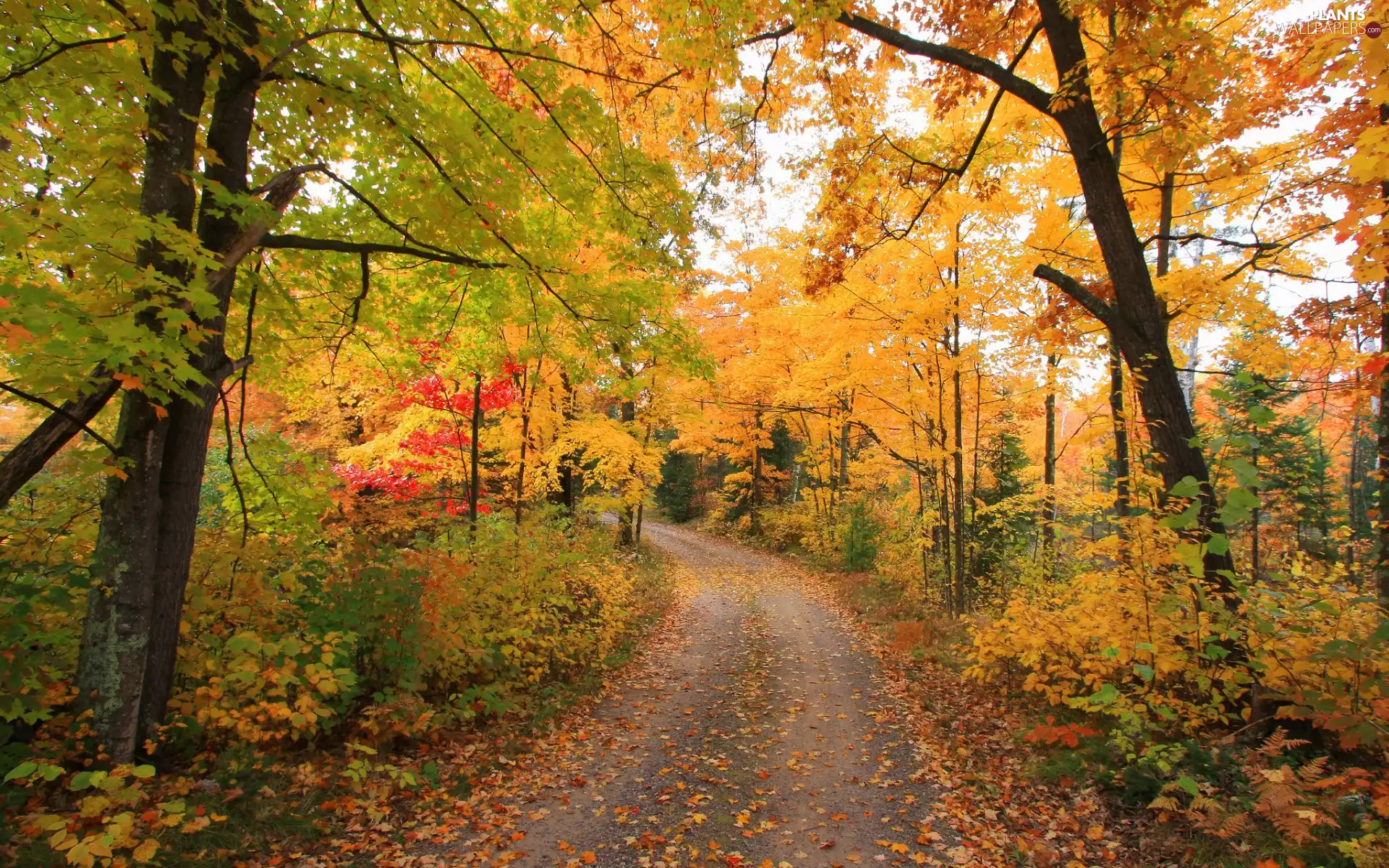 forest, trees, Leaf, viewes, color, Way, autumn, Bush
