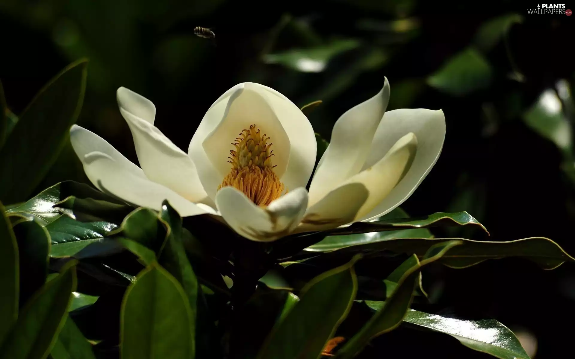 Bush, White, Magnolia