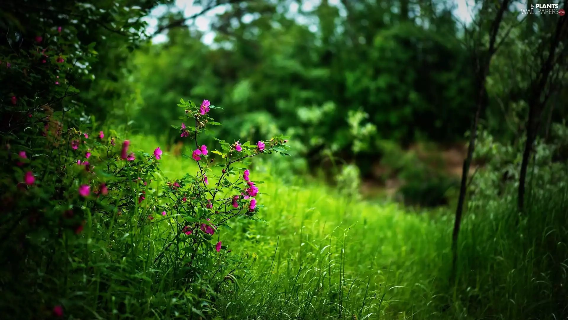 Bush, summer, Meadow
