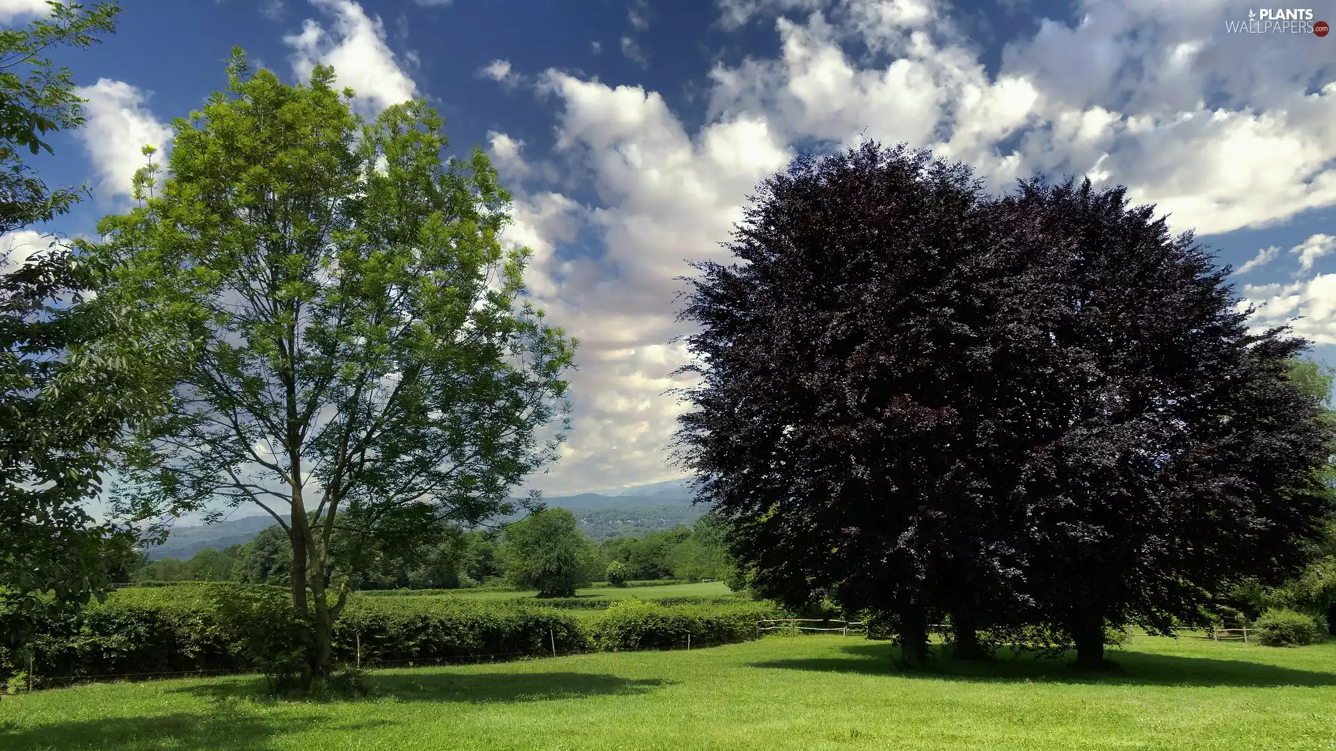 Meadow, trees, viewes, Bush