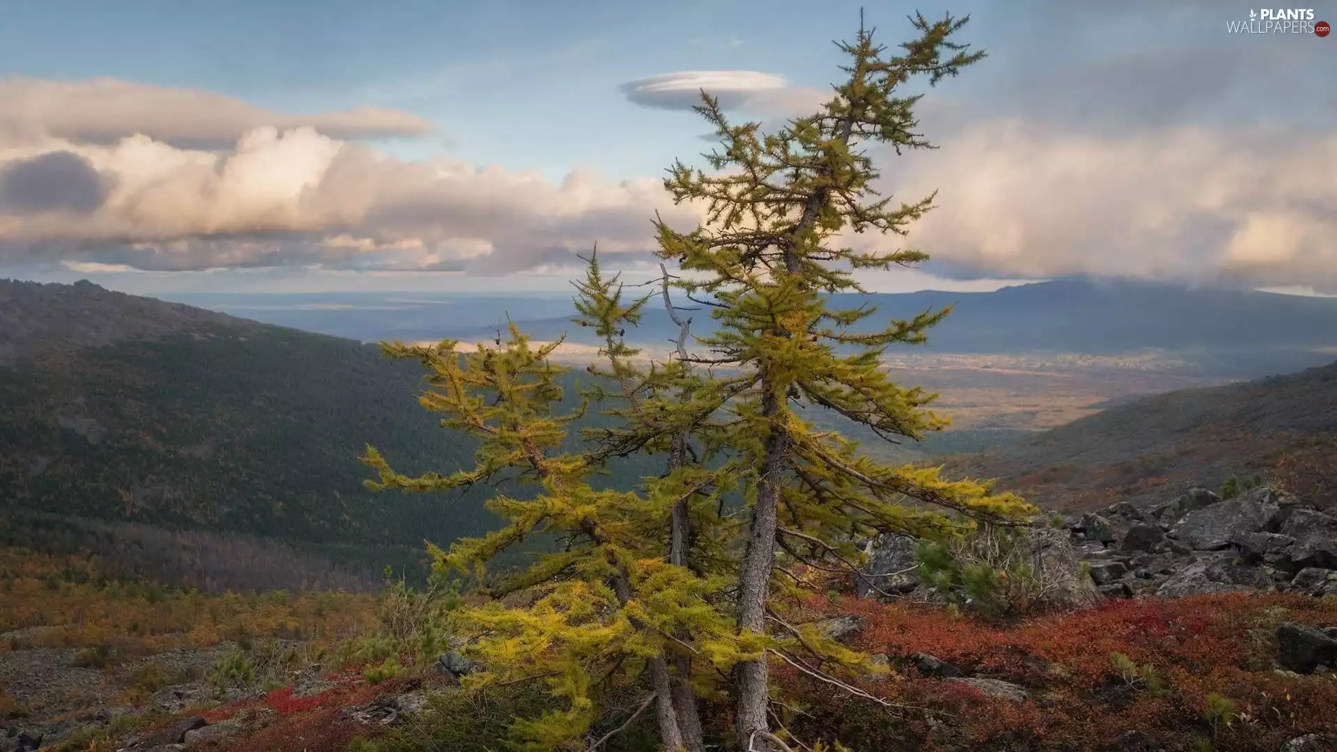 larch, Bush, Mountains, trees, autumn