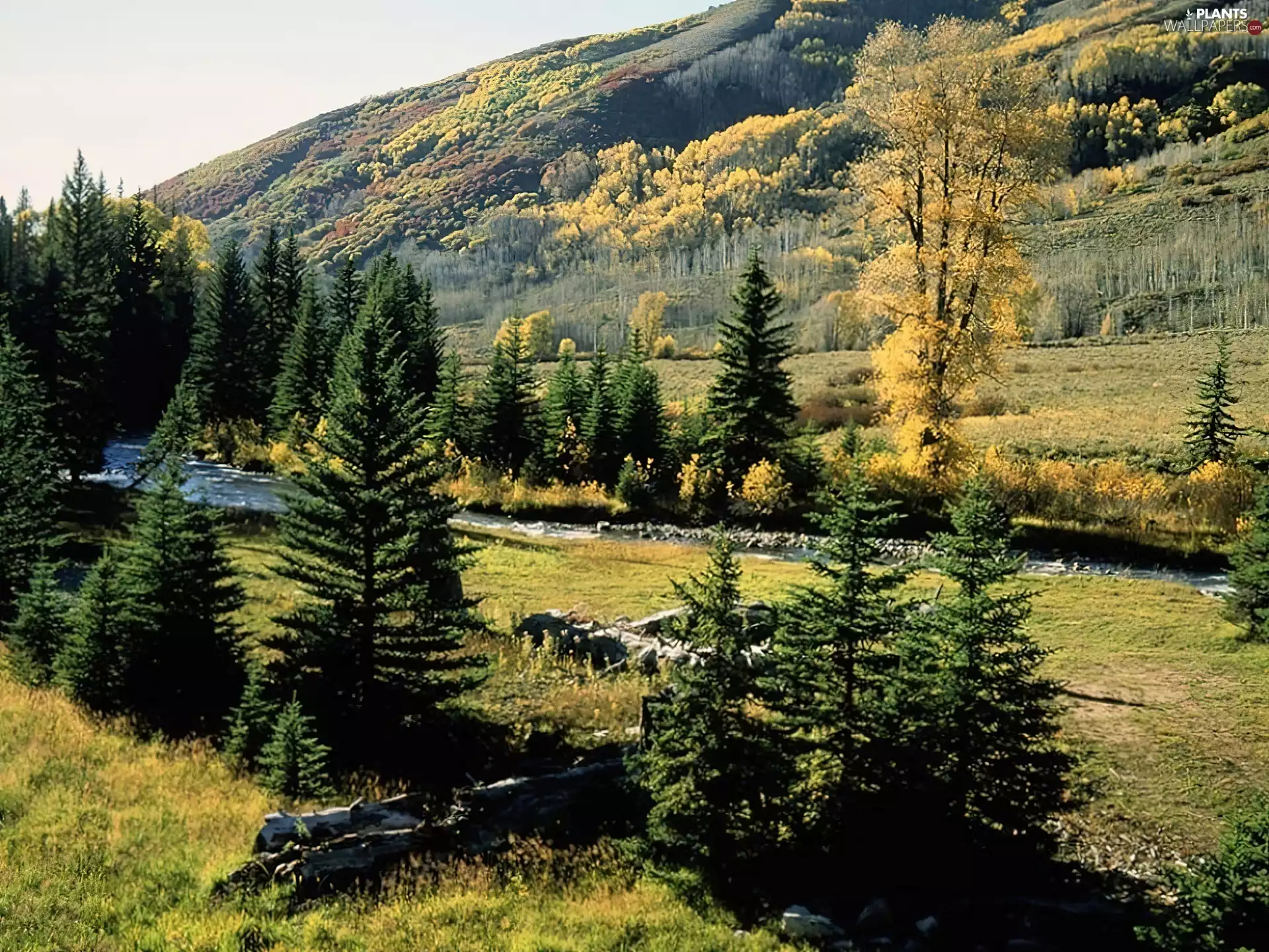 Mountains, Meadow, Christmas, Bush