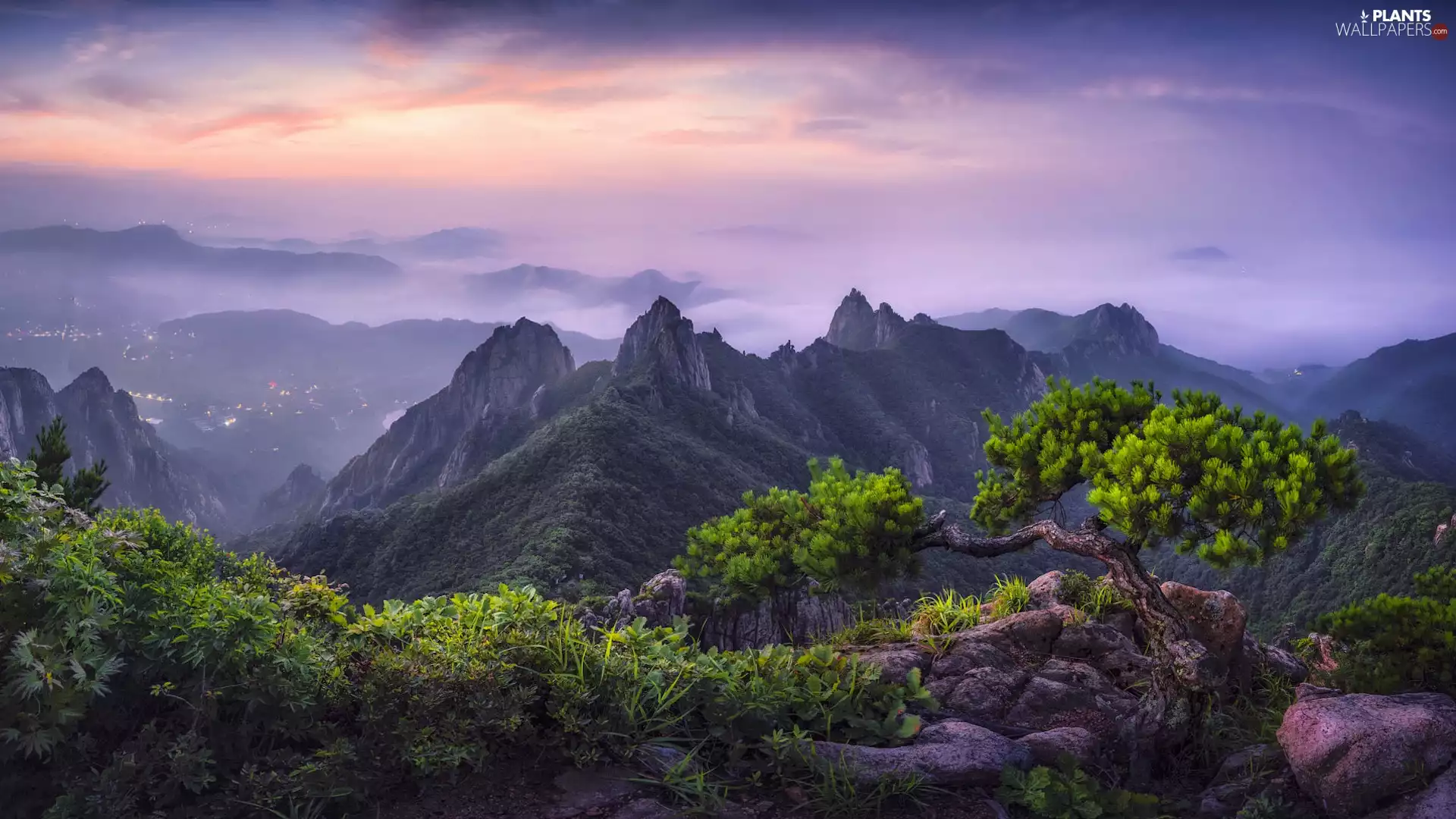 Fog, Sunrise, pine, Bush, rocks, Mountains