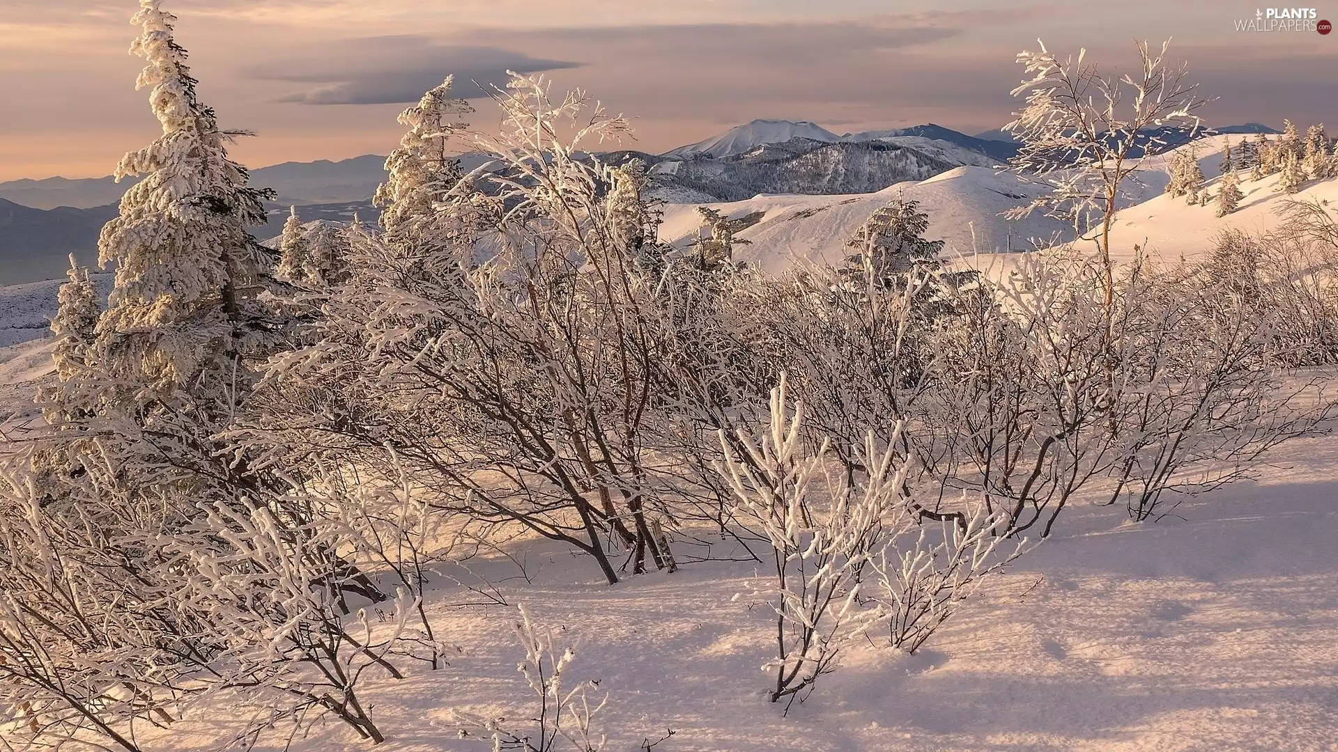 Snowy, winter, viewes, Bush, trees, Mountains