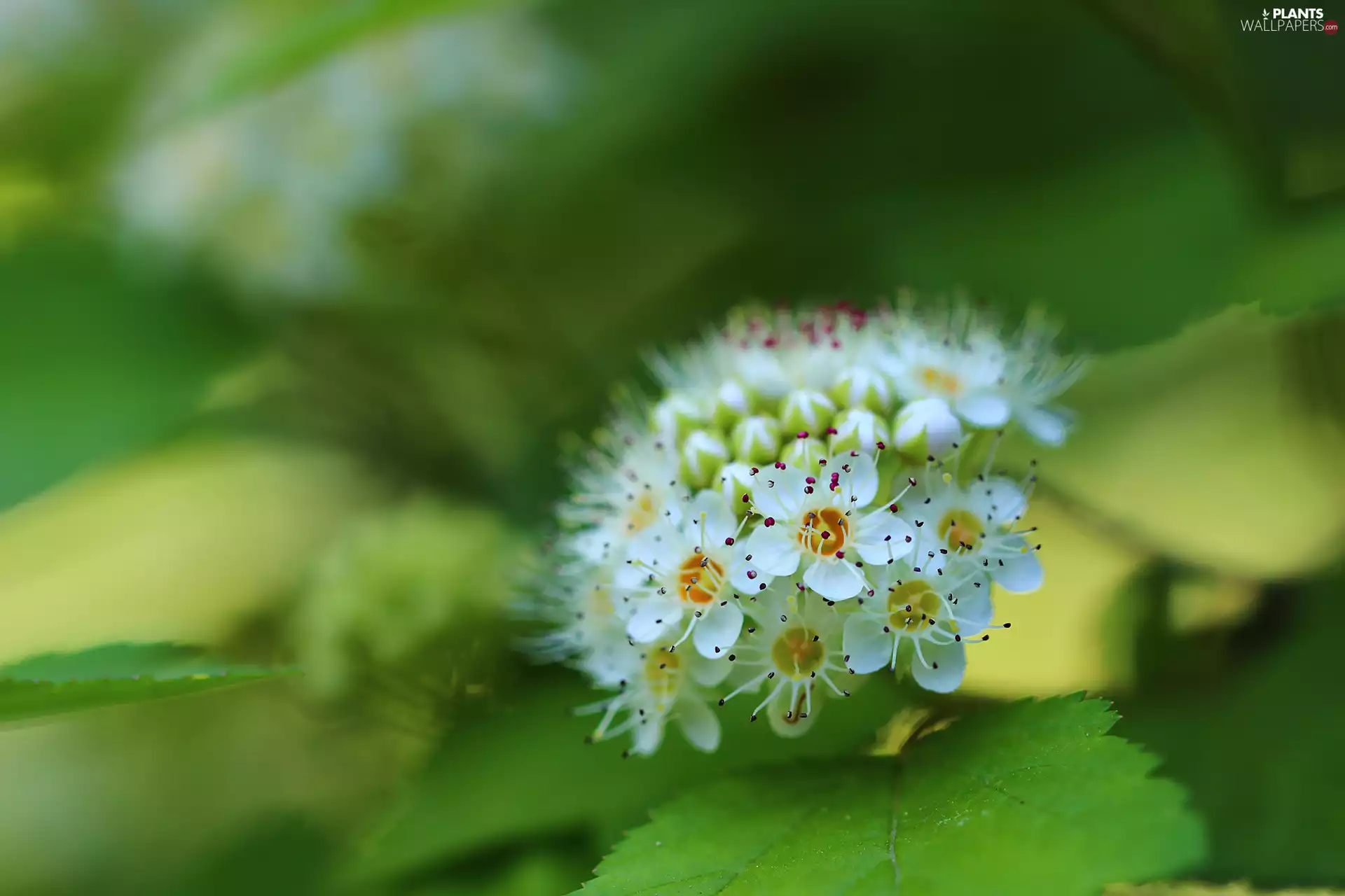 Ninebark, White, Flowers, Bush