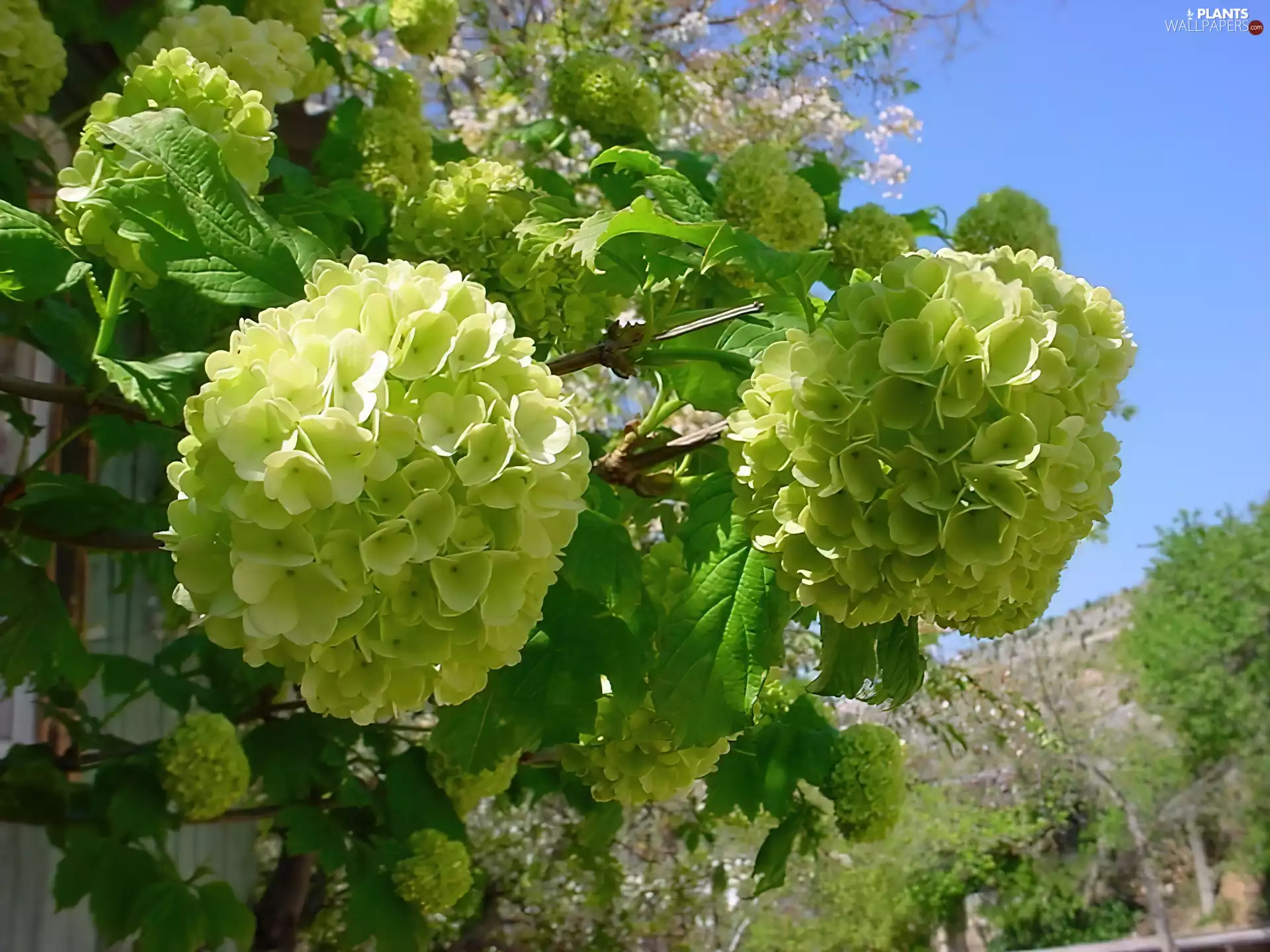 Bush, Viburnum Opulus