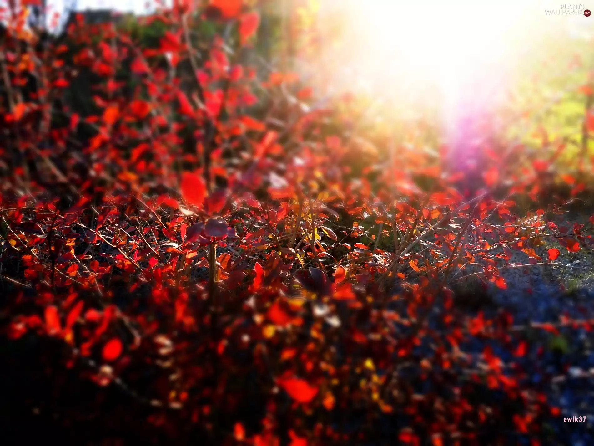 ornamental, rays, sun, Bush