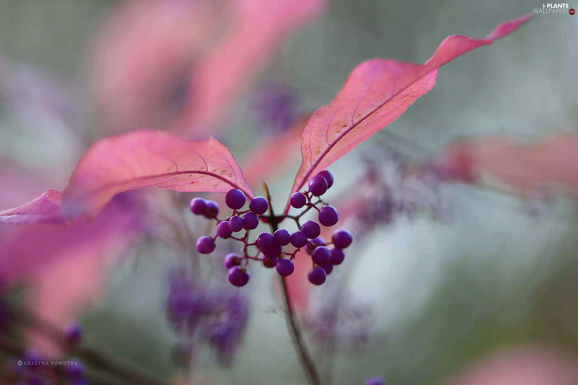 purple, Bodinieri, Pink, Leaf, M&Ms balls, Bush