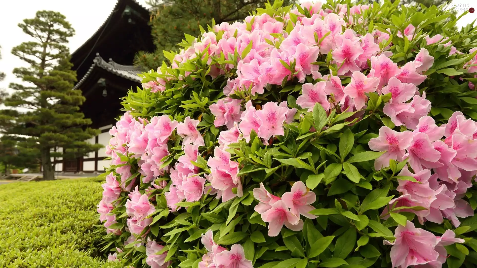 Pink, Azalii, rhododendron, Bush