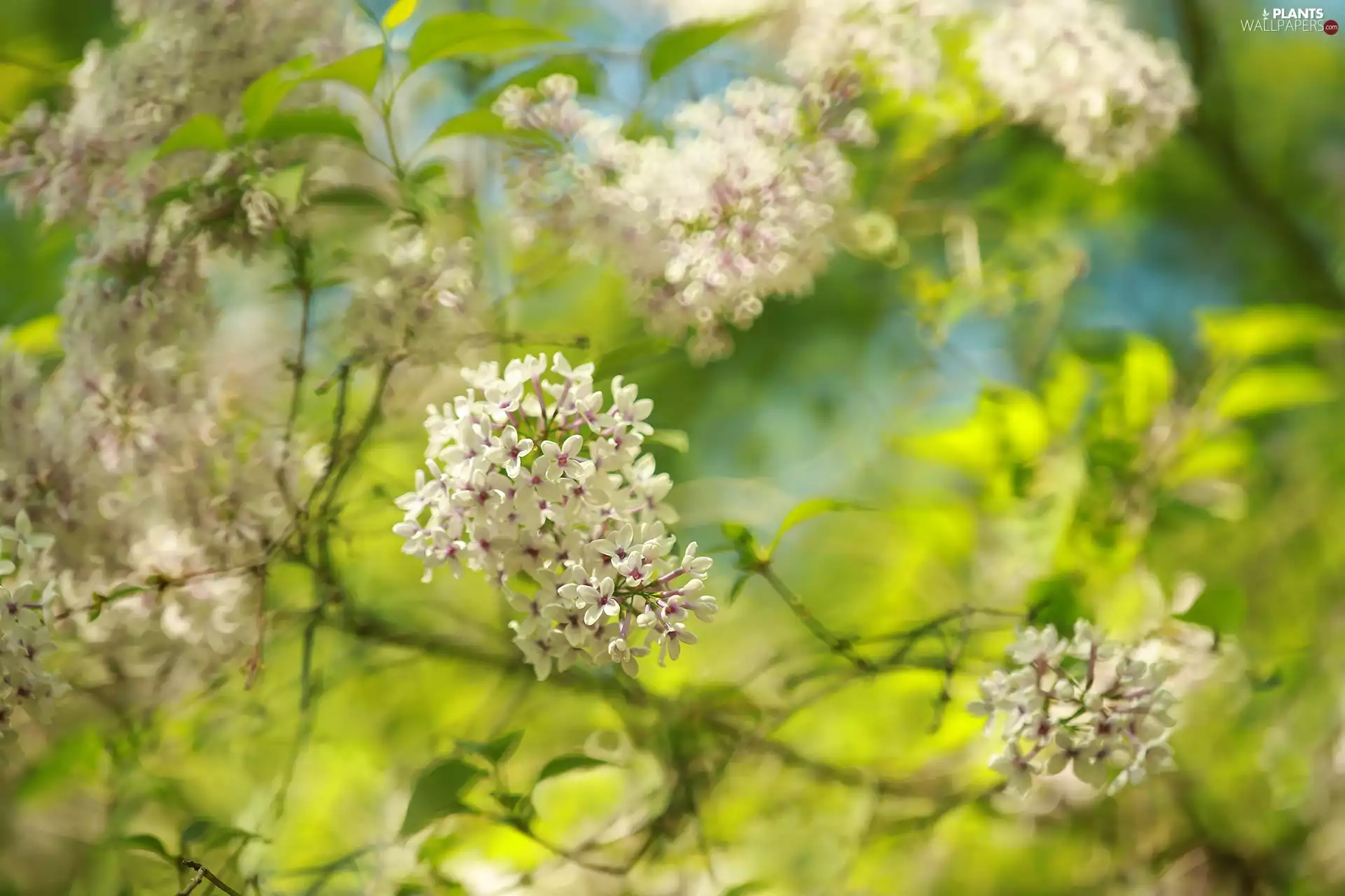 Pink, Twigs, without, Bush