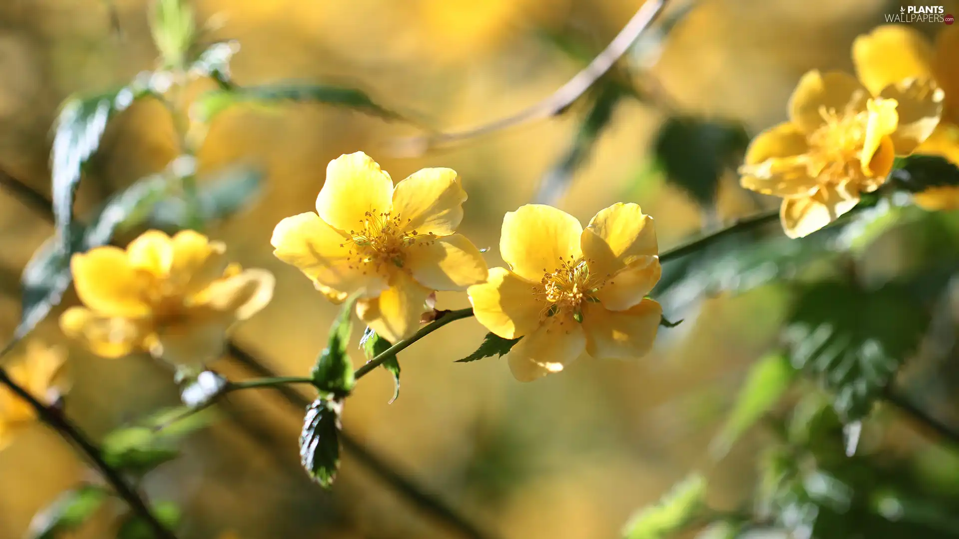 Pleniflora, Yellow, Flowers, Bush