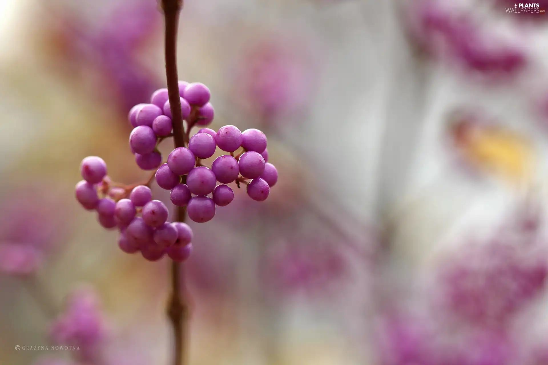 purple, M&Ms balls, Bodinieri, Bush, Callicarpa