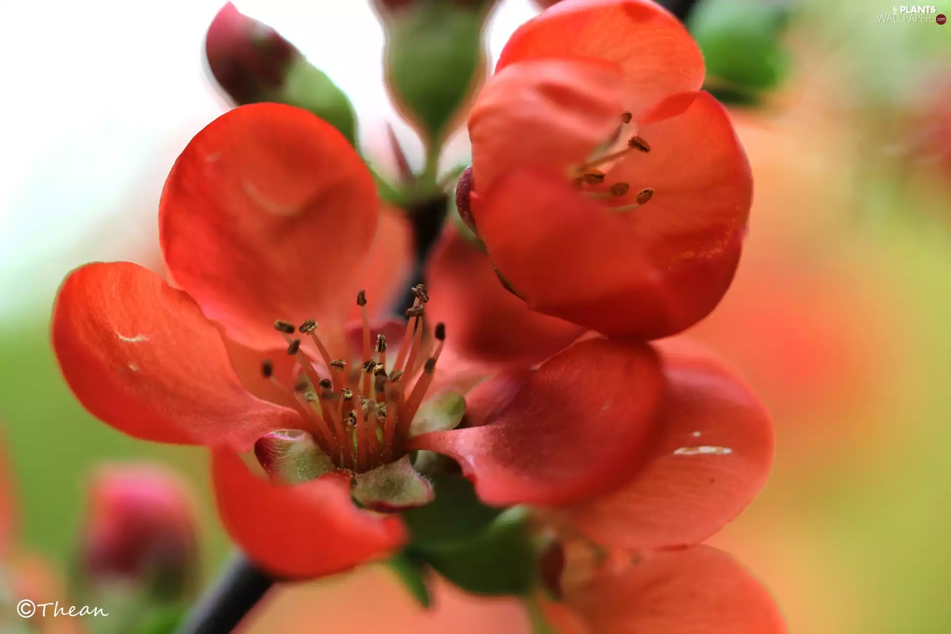 quince, Red, Flowers, Bush