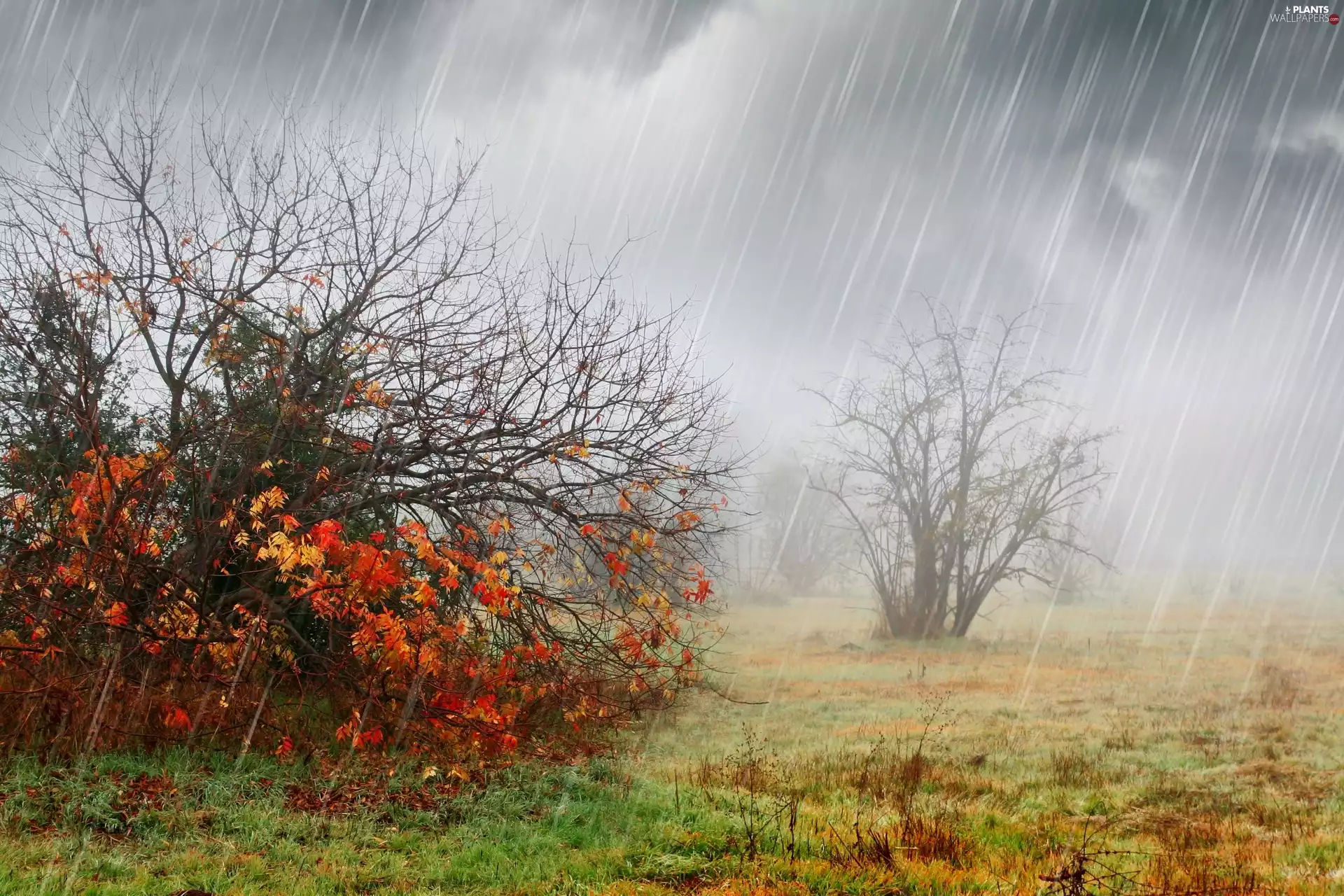 Bush, autumn, Rain