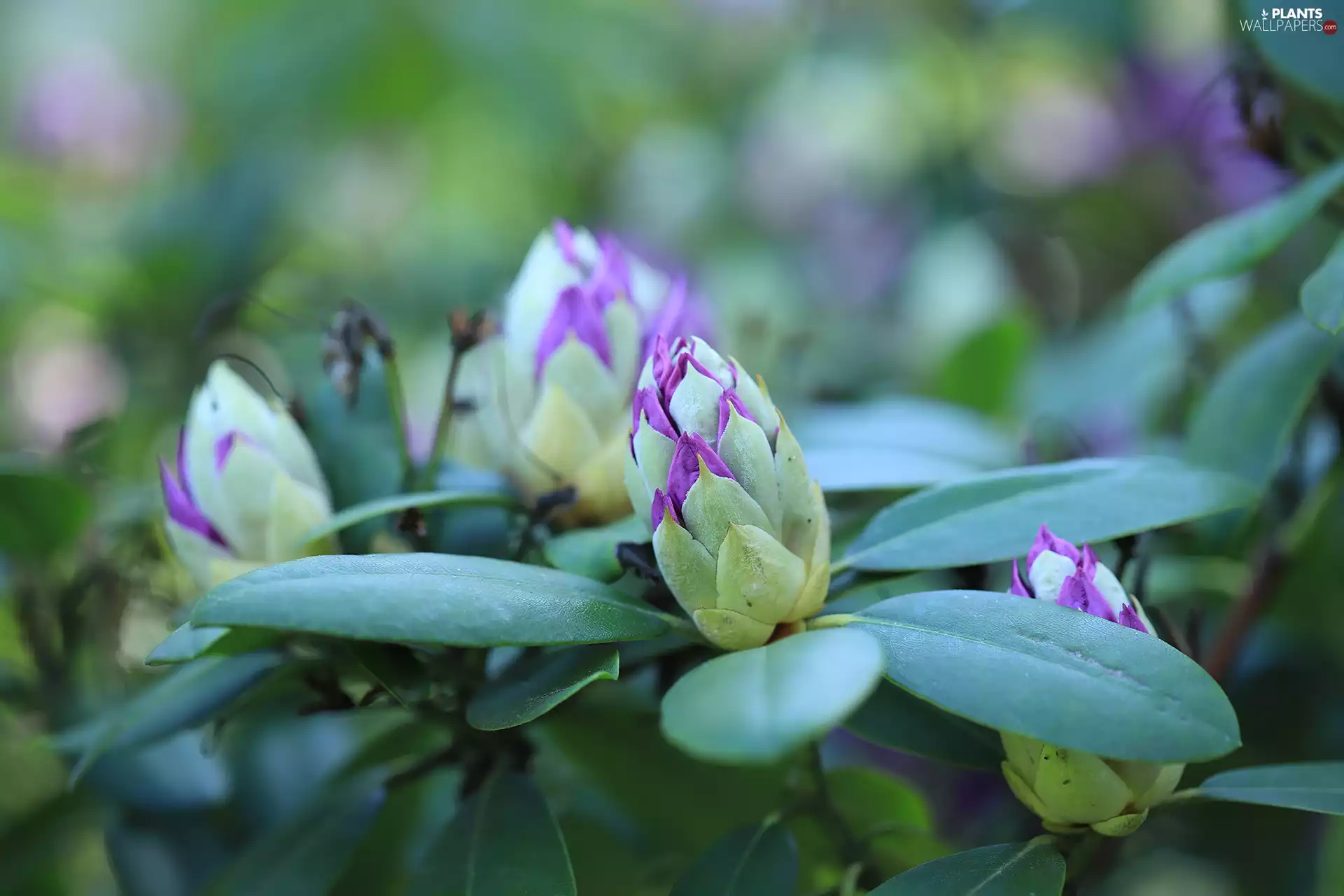 Flowers, Bush, Rhododendron, Buds, Azaleas