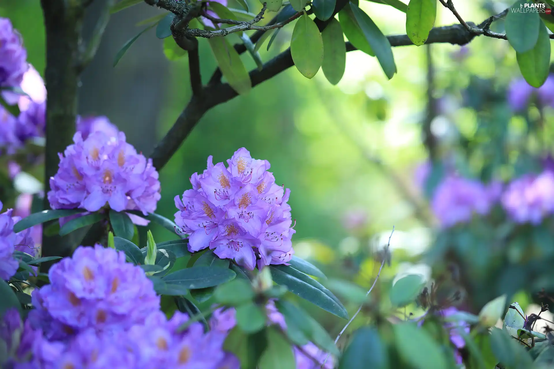 Flowers, Bush, Rhododendron, purple, Azaleas