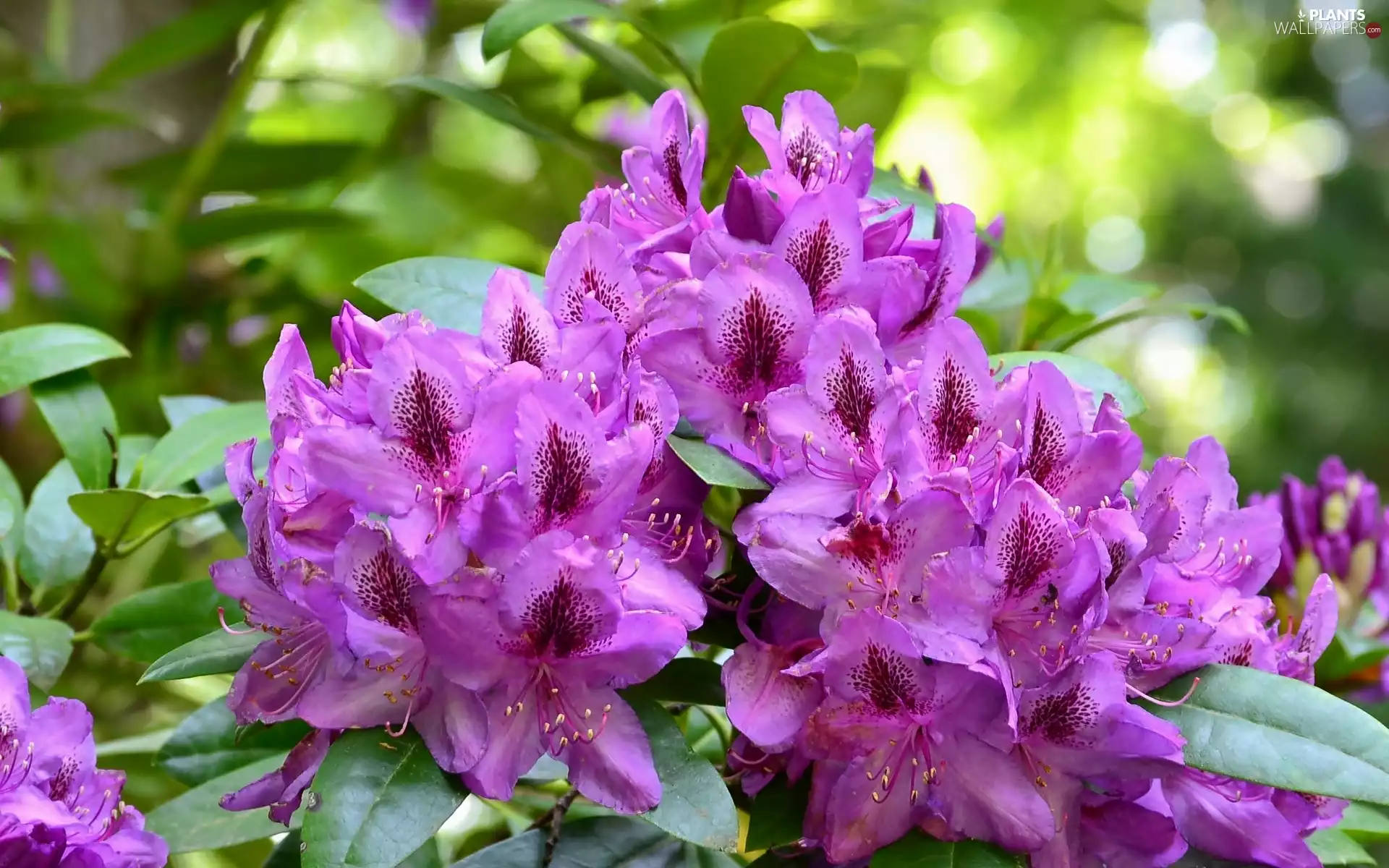 Bush, rhododendron