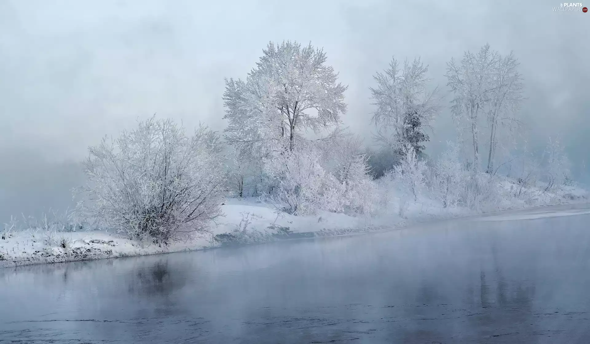 trees, frosty, River, Bush, winter, viewes, Fog