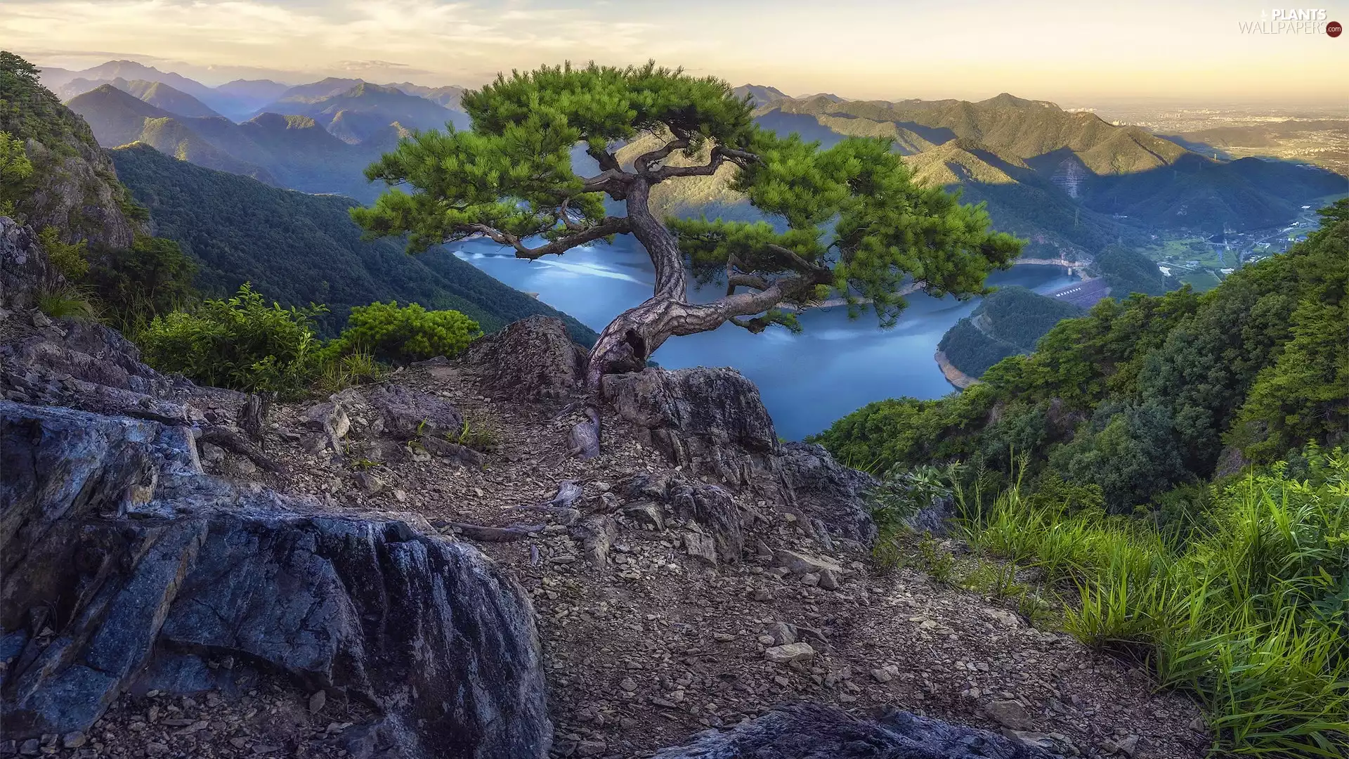 pine, Bush, River, rocks, Mountains