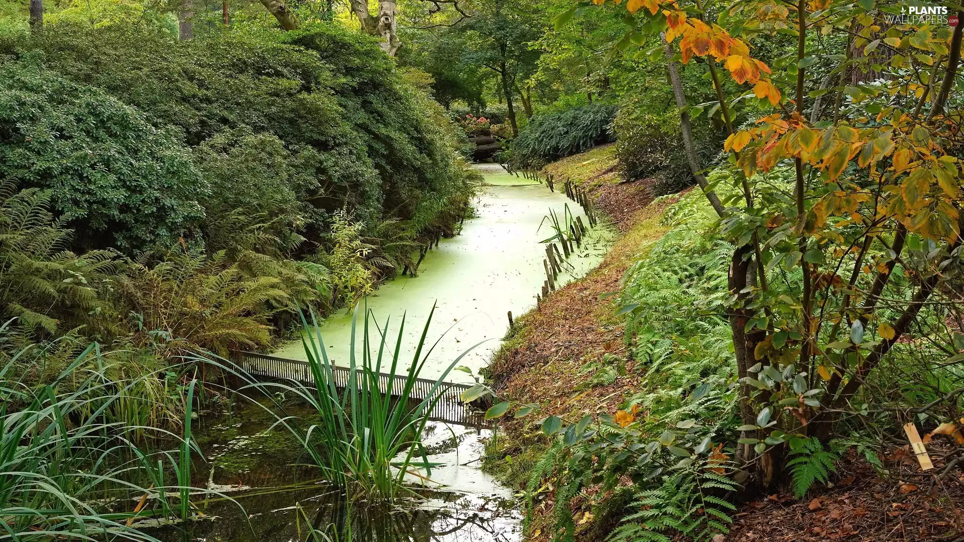 River, Plants, Park, Bush