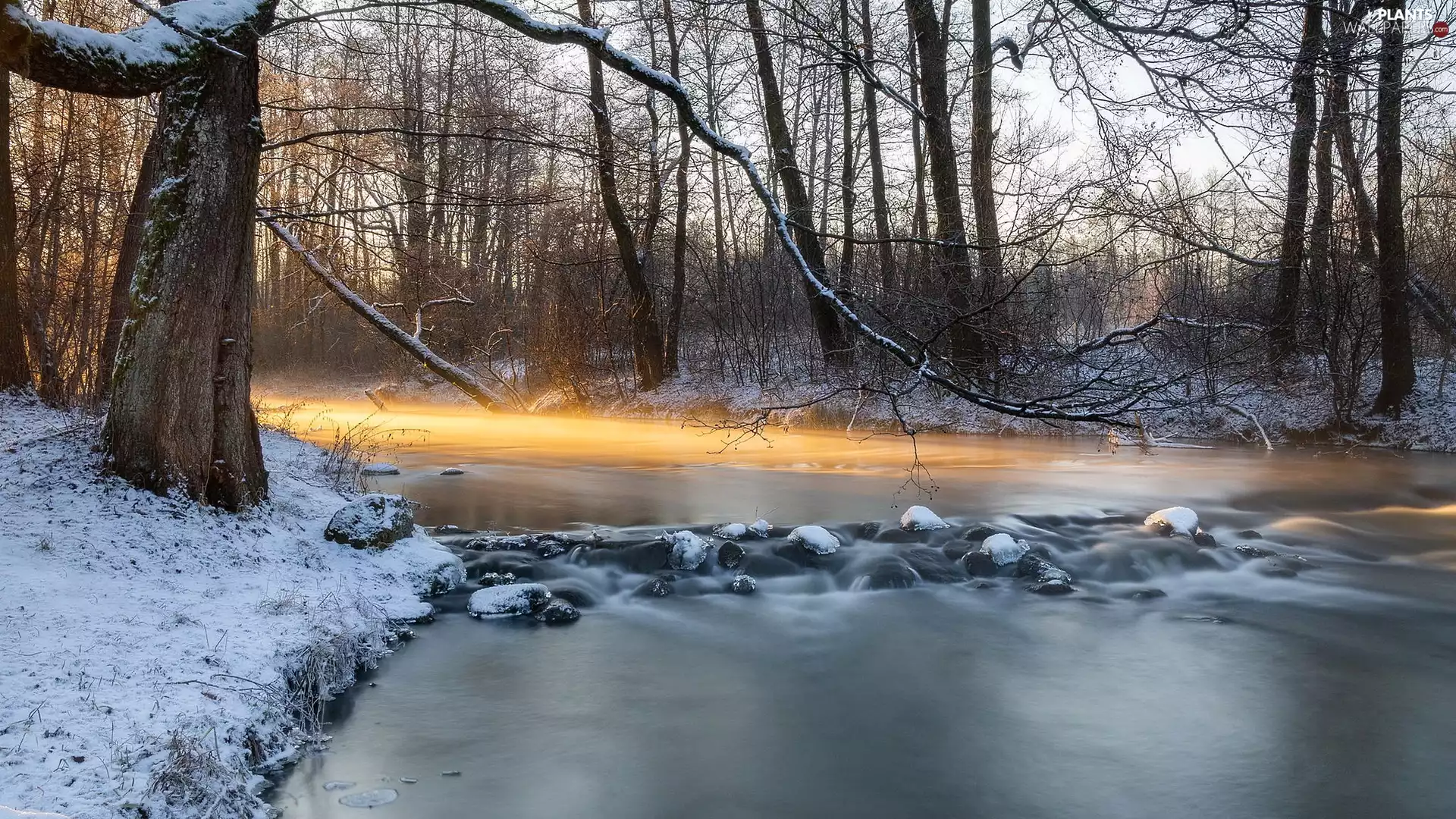 forest, winter, viewes, Bush, trees, River