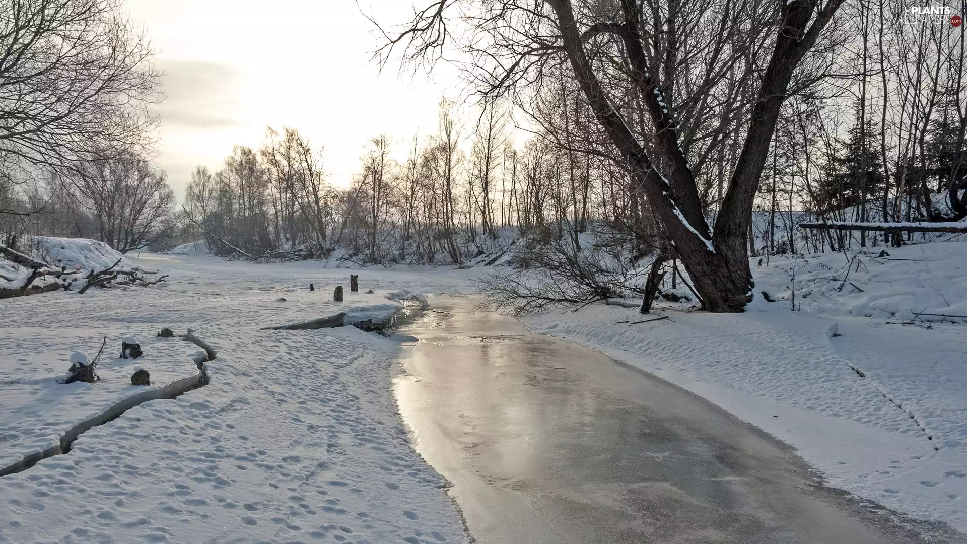 viewes, Bush, River, trees, winter