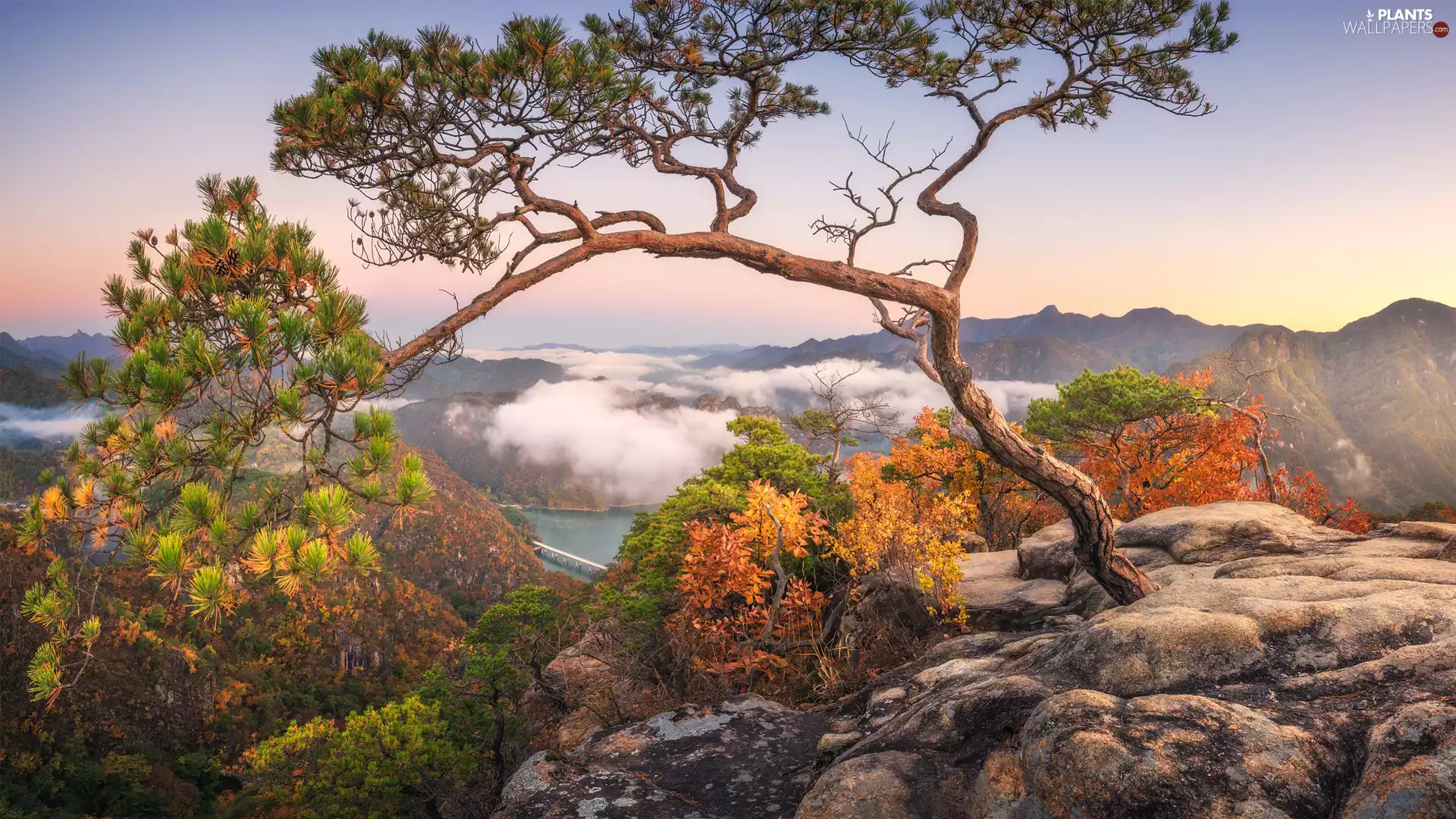 pine, Bush, rocks, Fog, Mountains