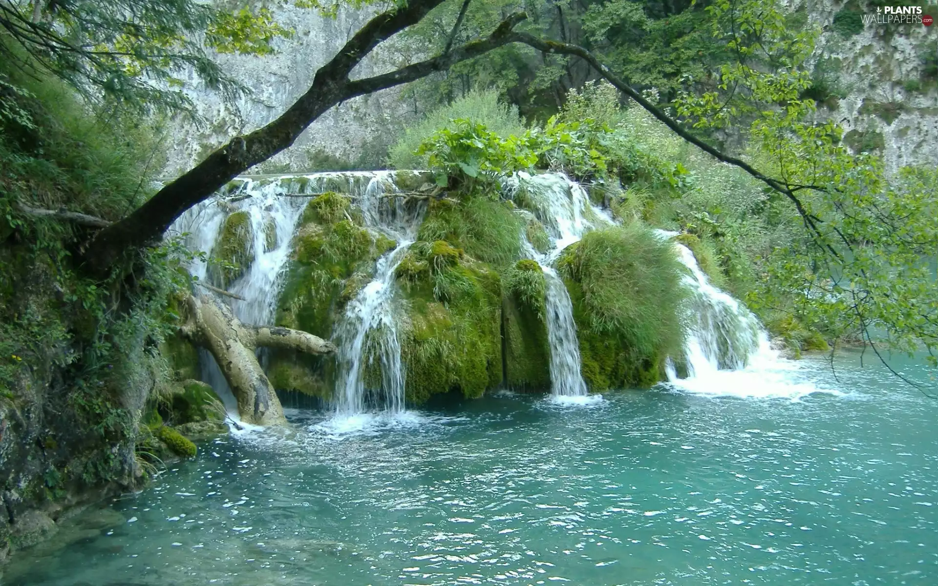 viewes, Bush, Rocks, trees, waterfall