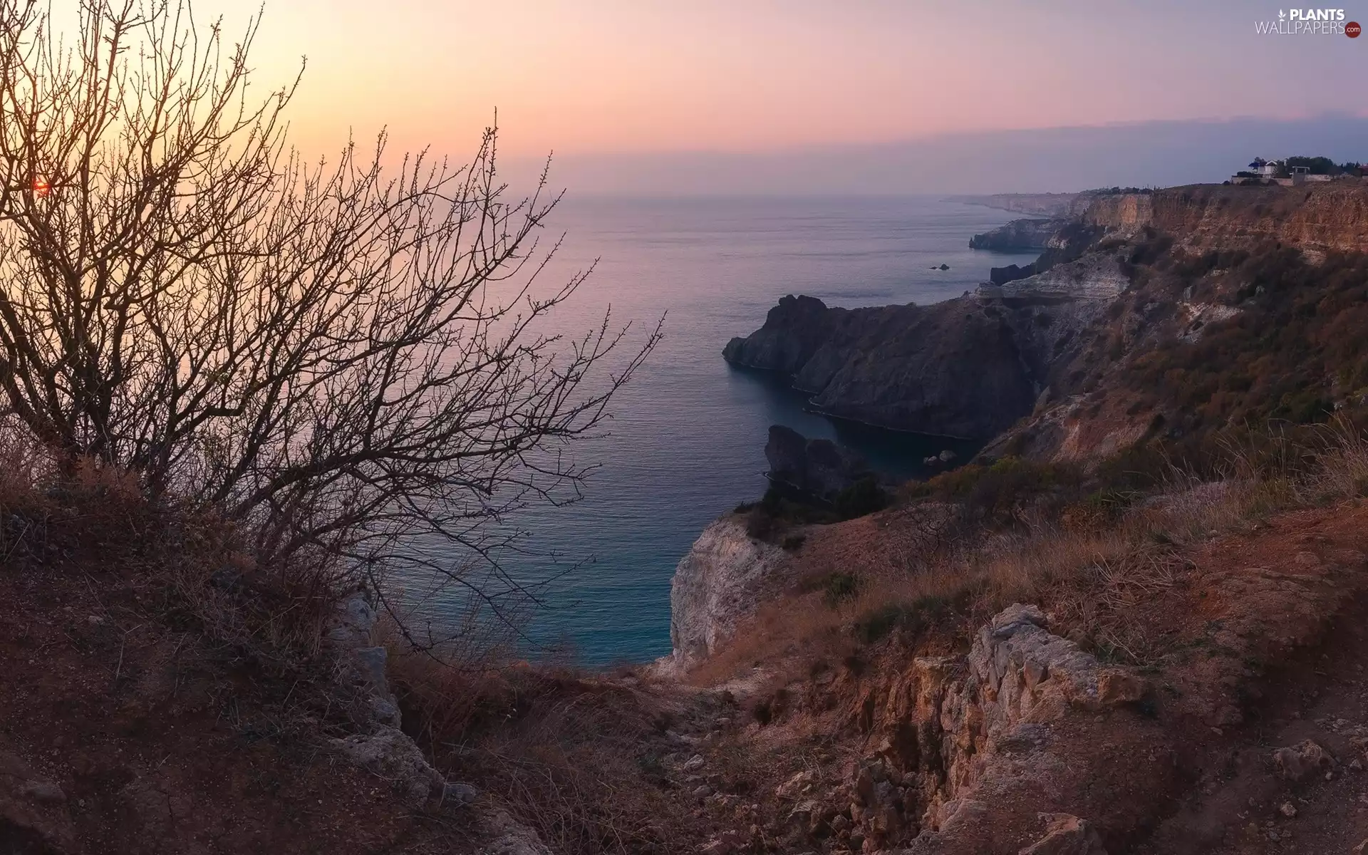 Coast, dawn, Plants, Bush, rocks, sea