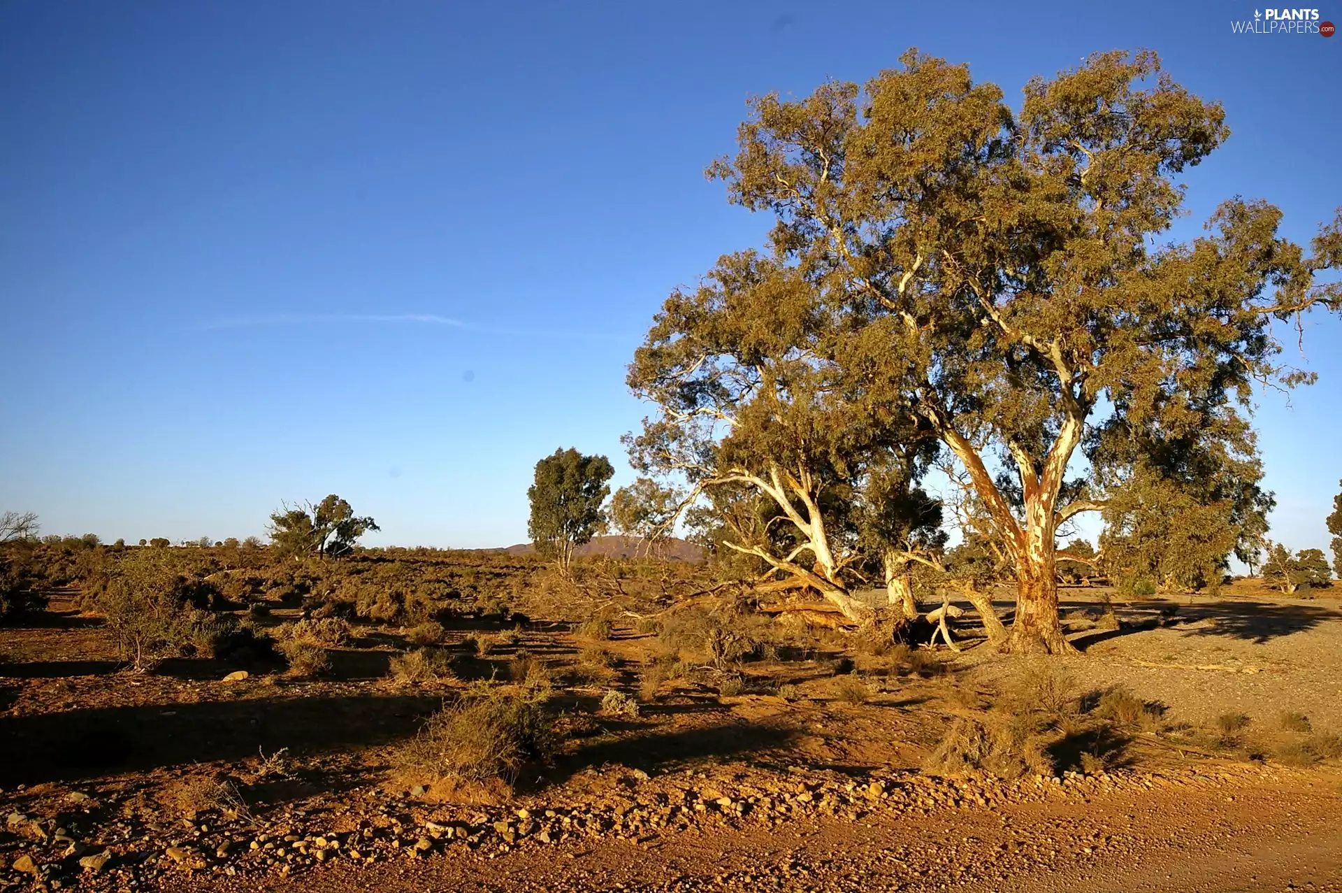 trees, Bush, semi-desert, viewes