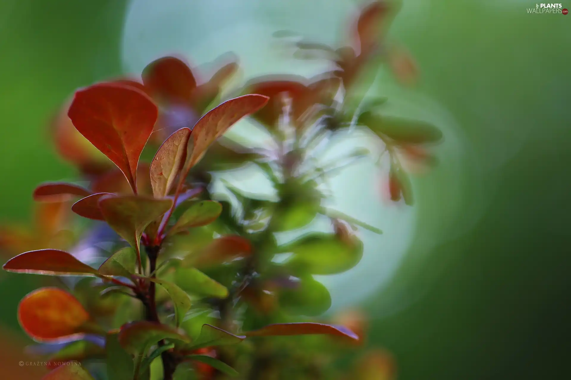 Bush, shadows, color, Leaf, Berberis Thunbergii