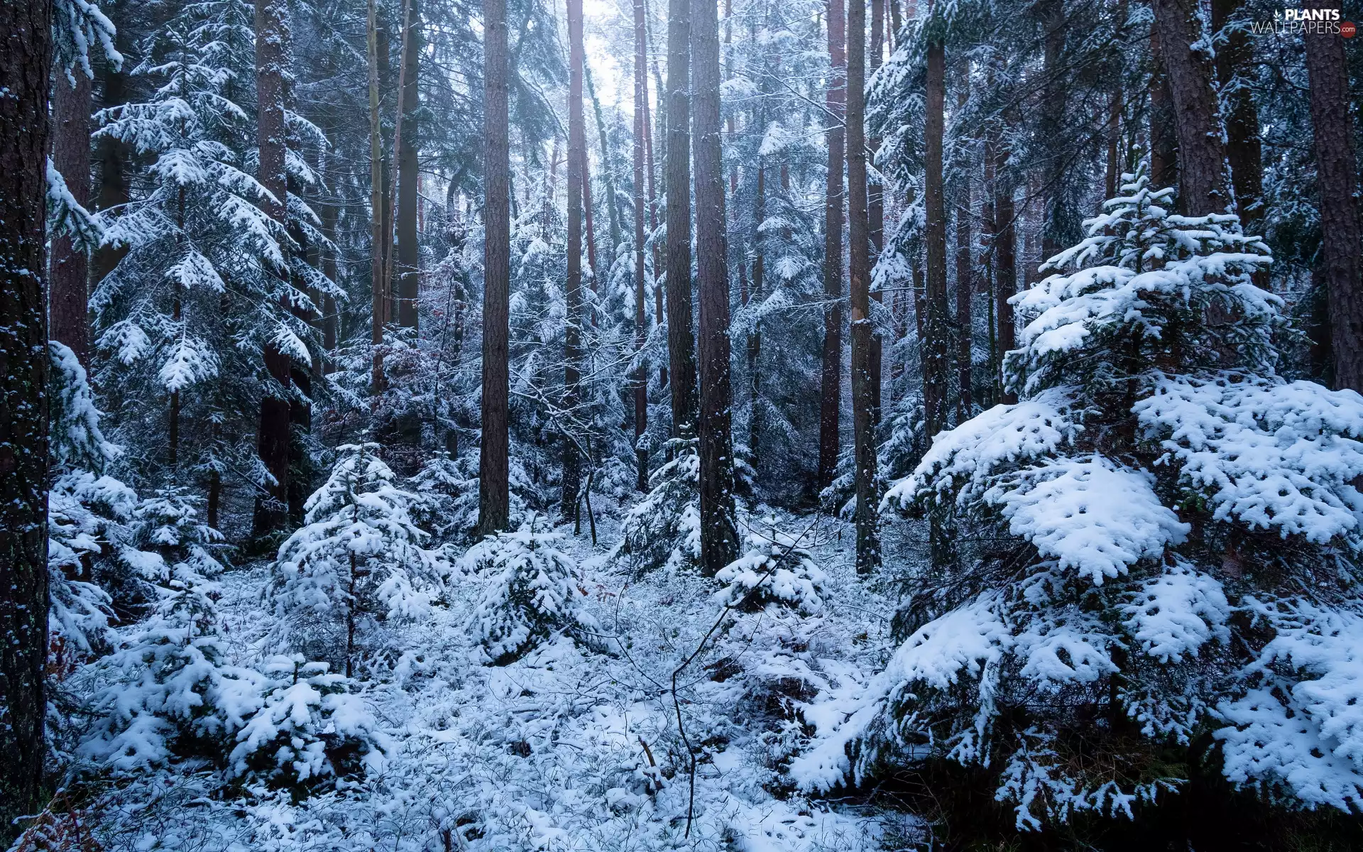 trees, Snowy, snow, Bush, forest, viewes, winter