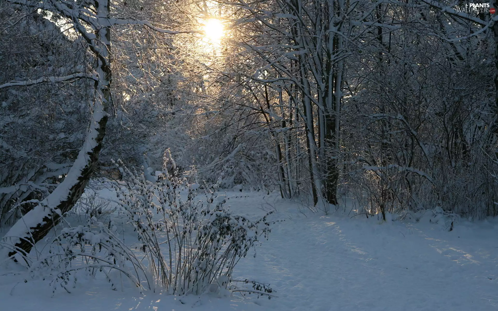 forest, winter, viewes, Bush, trees, snow