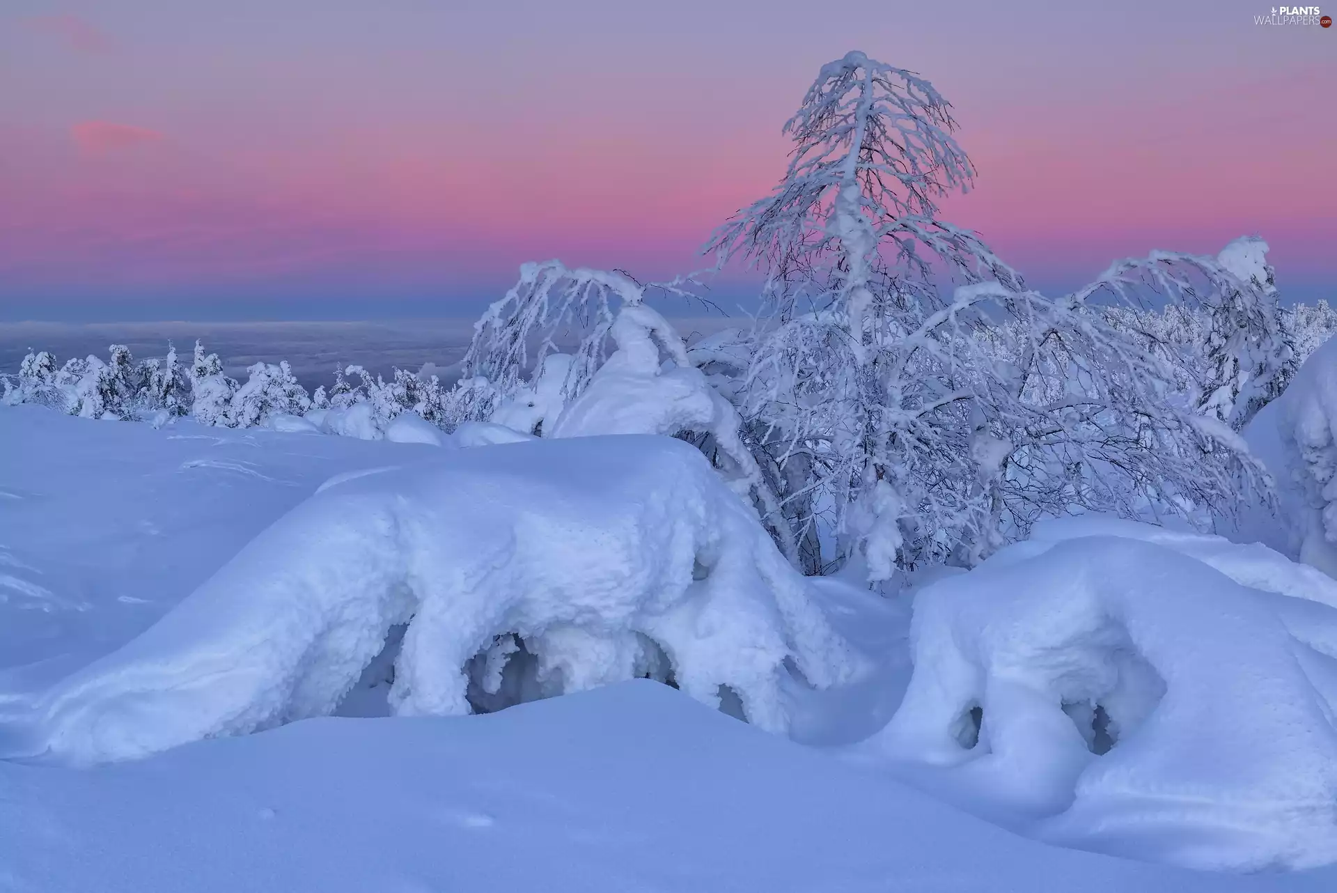 snowy, winter, viewes, Bush, trees, snow