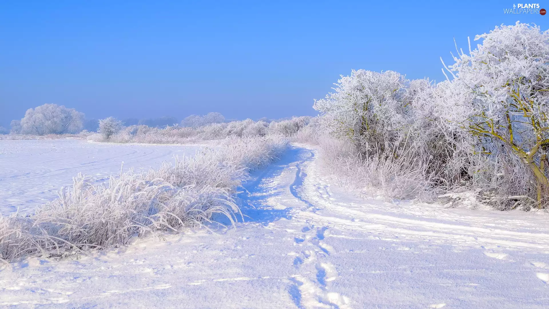 Way, Bush, snowy, Field, winter