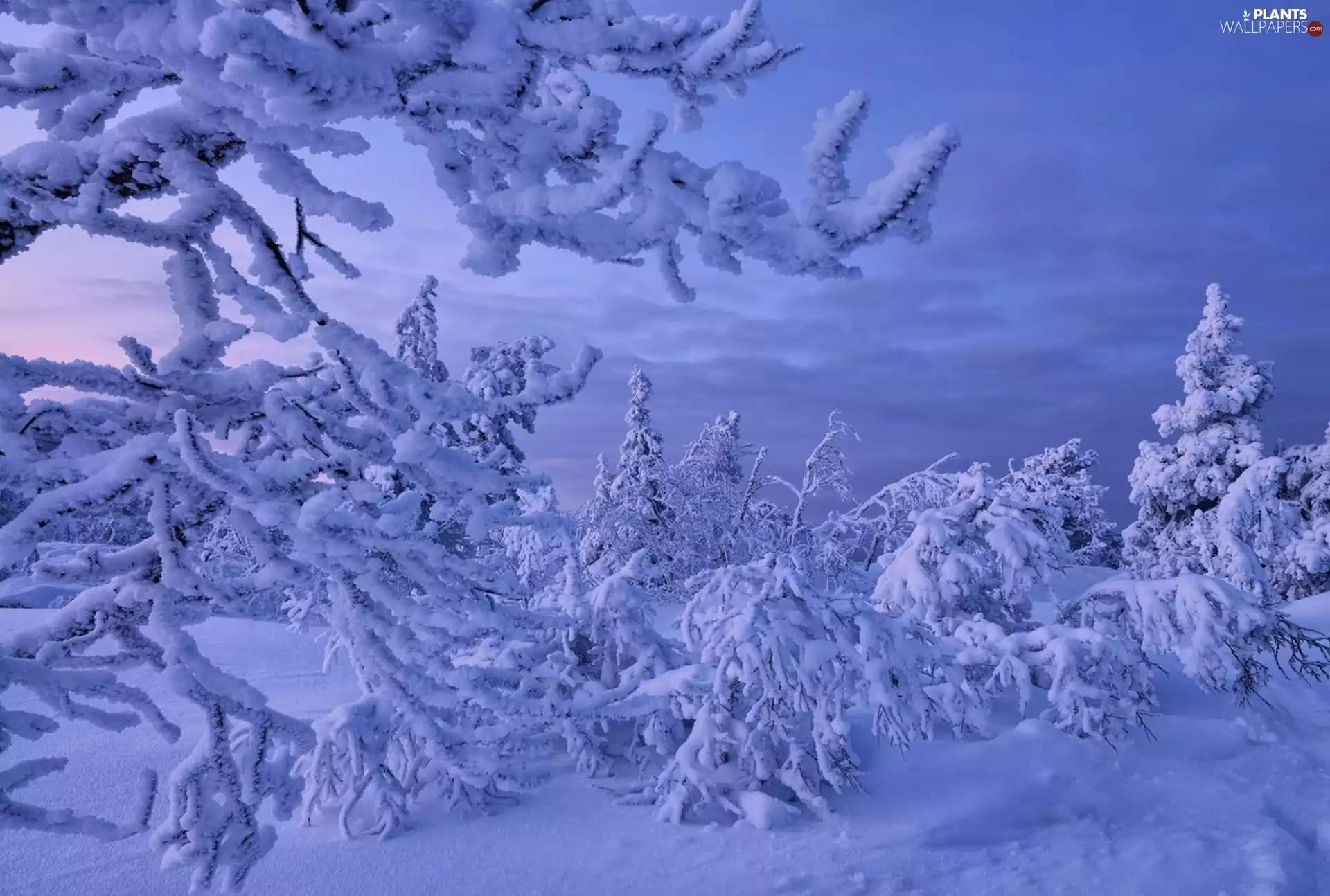 viewes, Bush, Snowy, trees, winter
