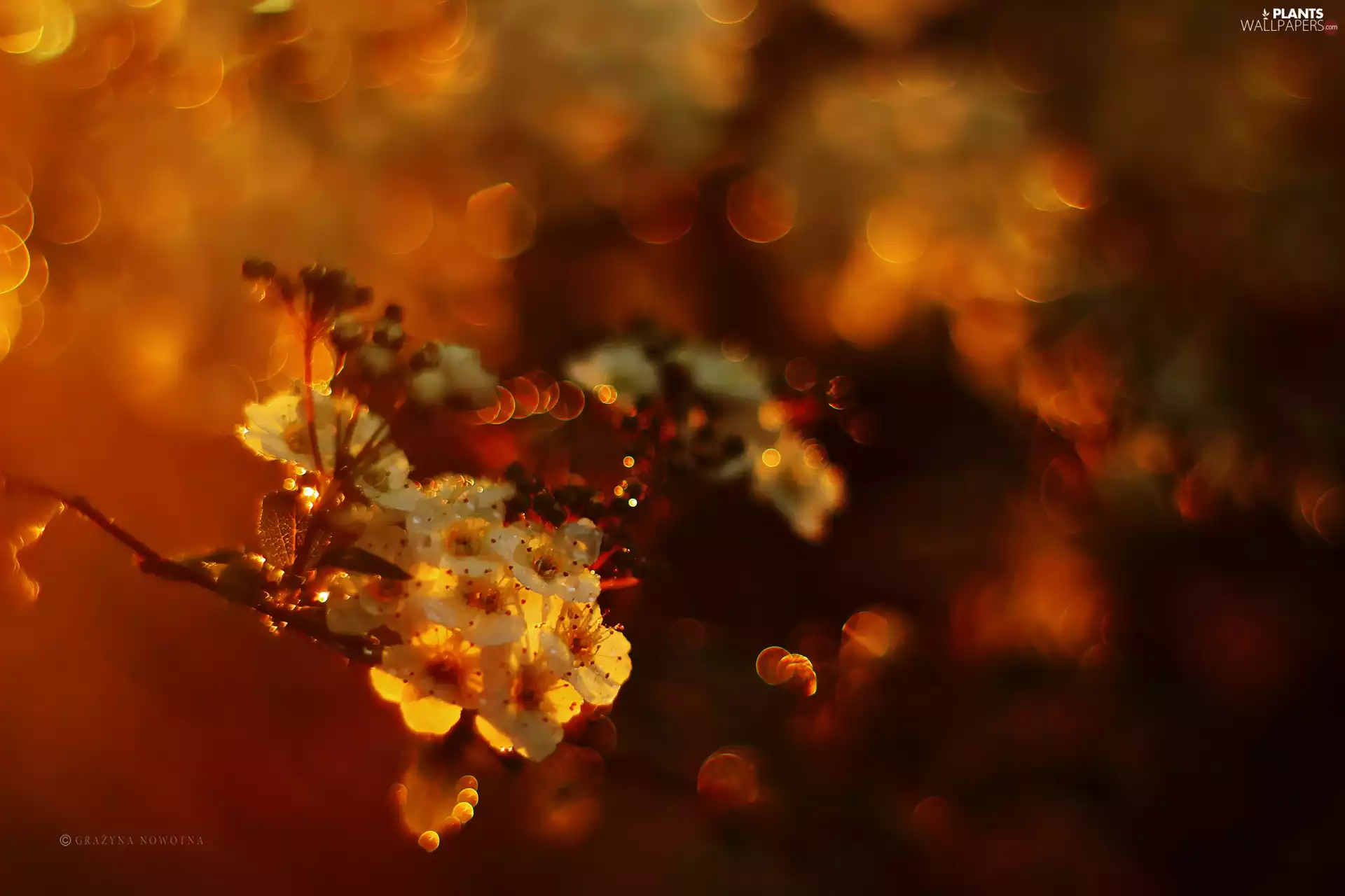 Spiraea, White, Flowers, Bush