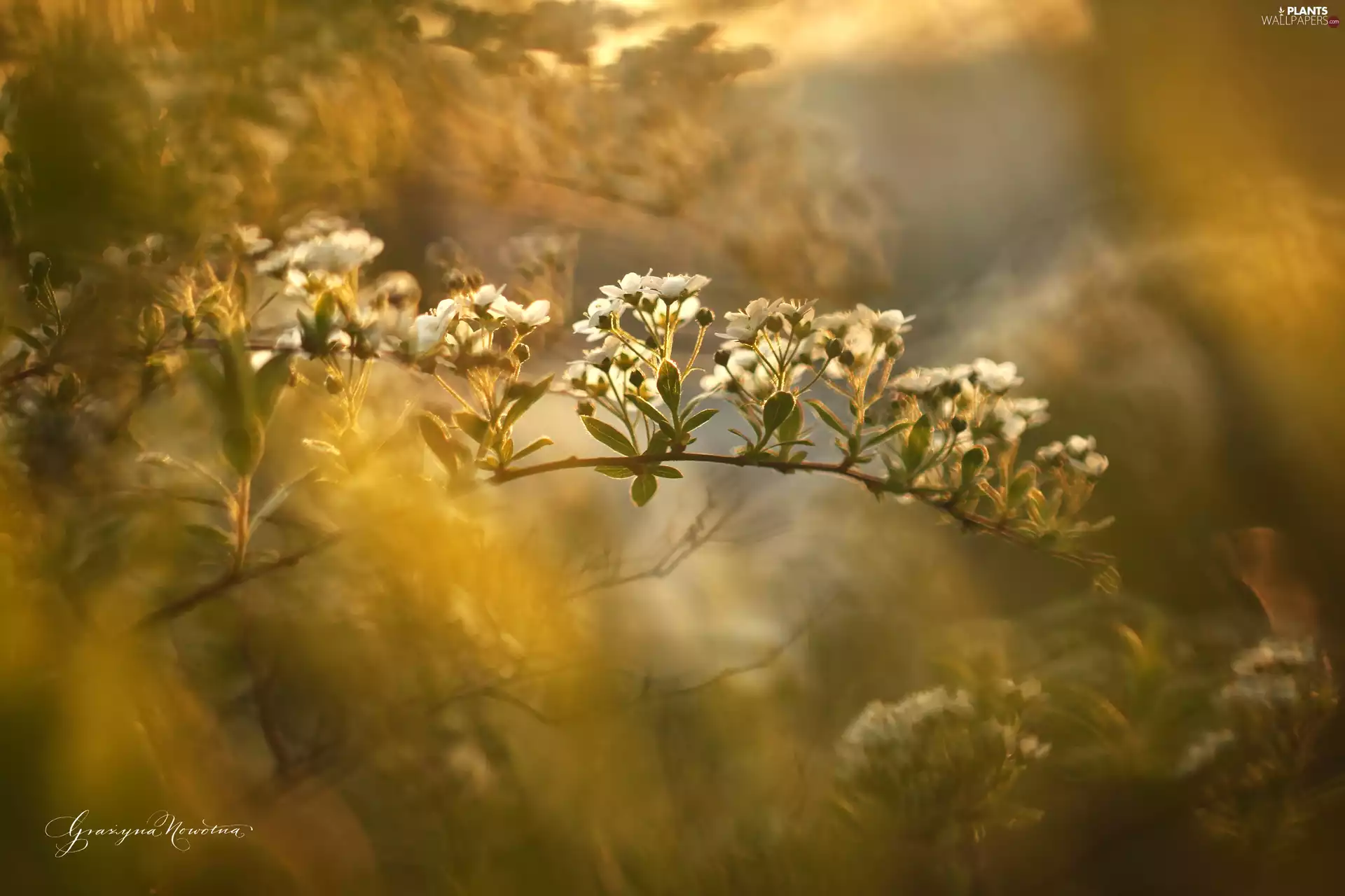 Spiraea, White, Flowers, Bush